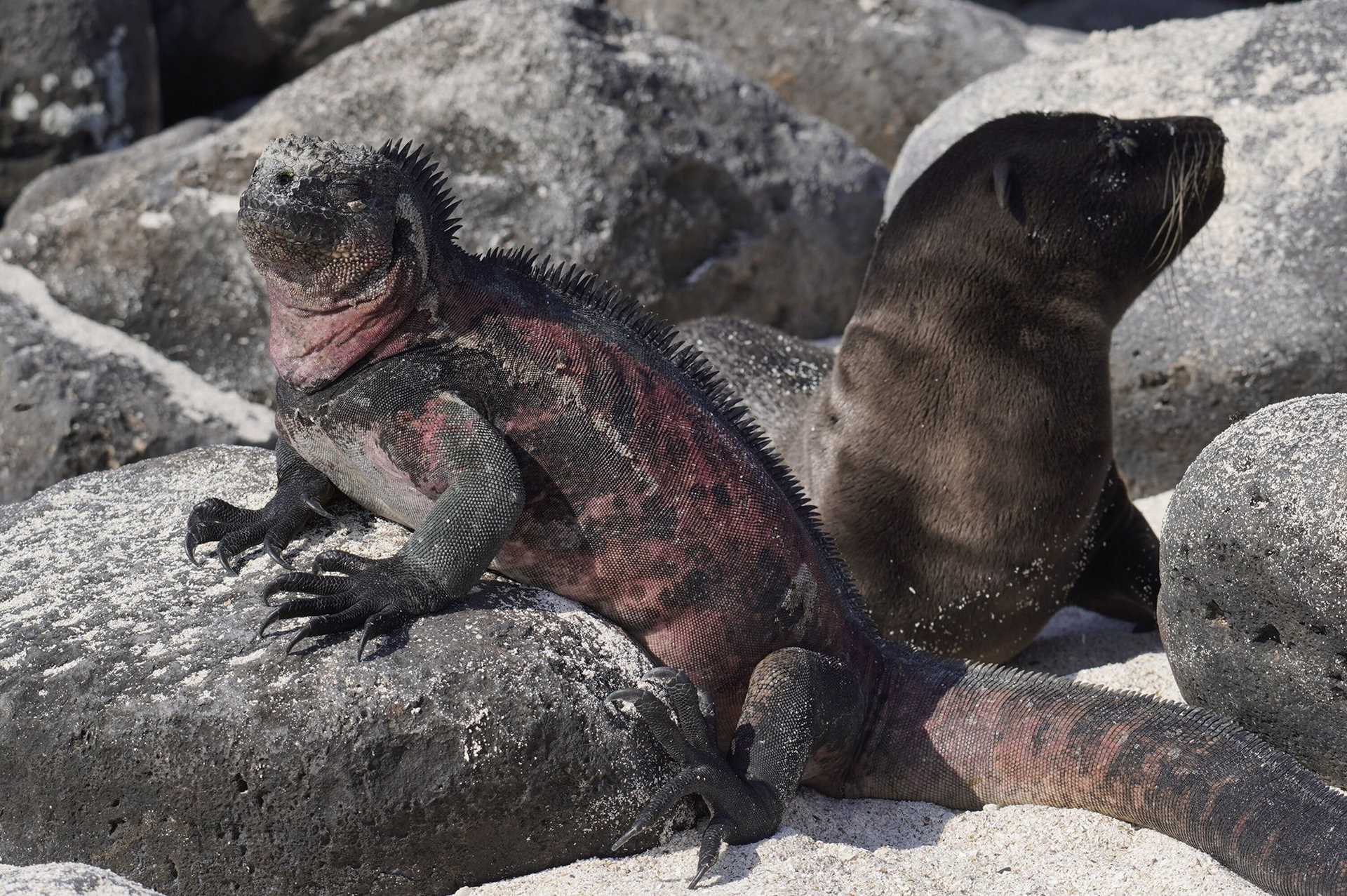 Galapagos sea lion and marine iguana