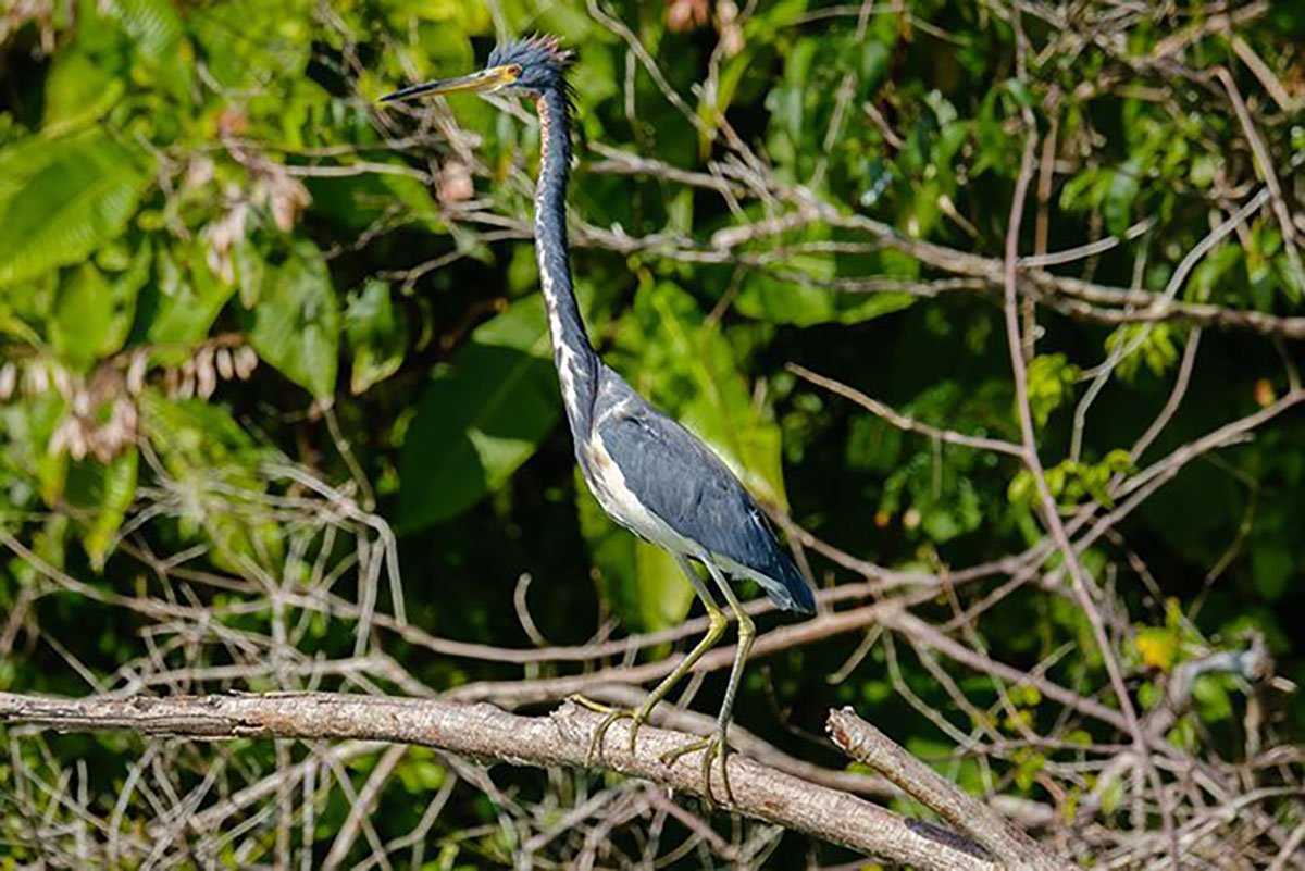 heron with a very long neck