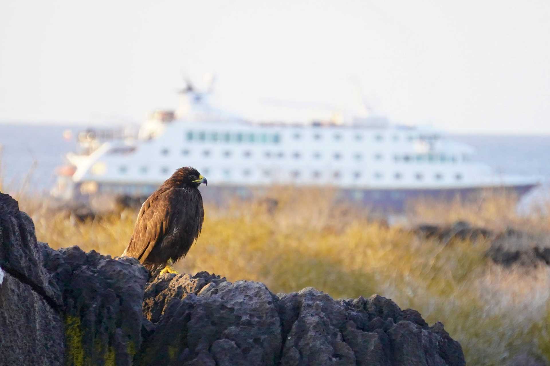 galapagos hawk