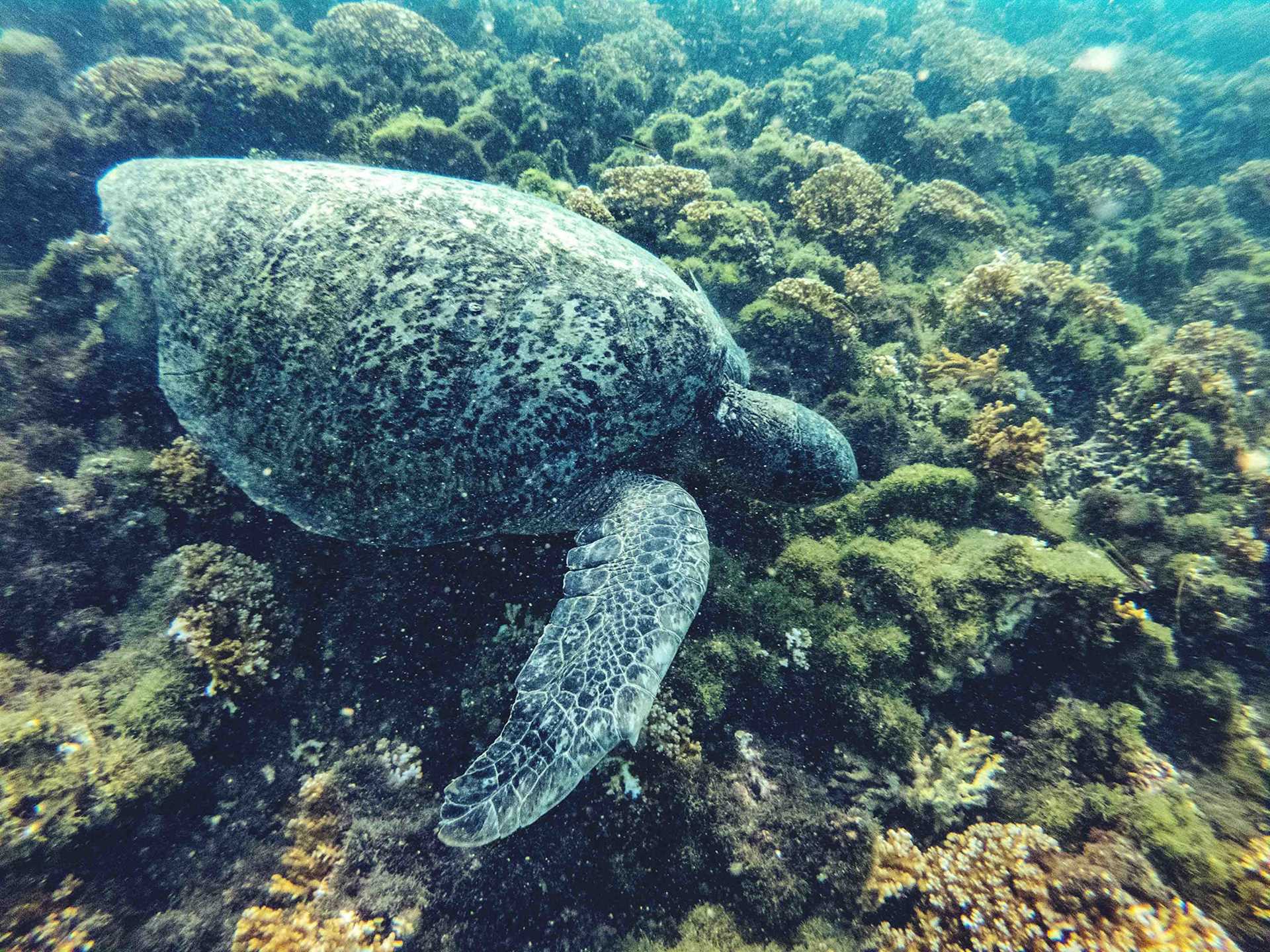 pacific green sea turtle