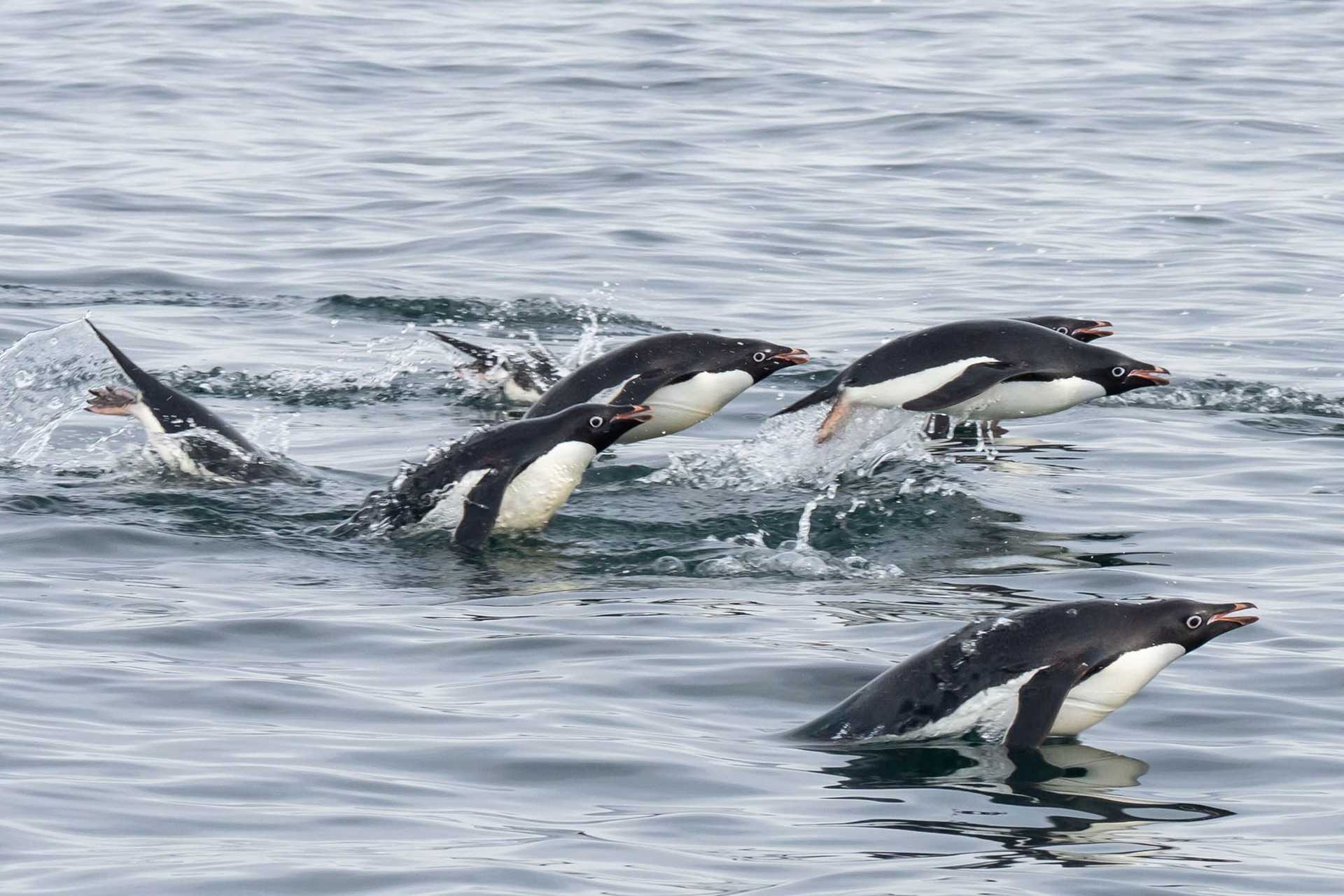 adelie penguins in the water