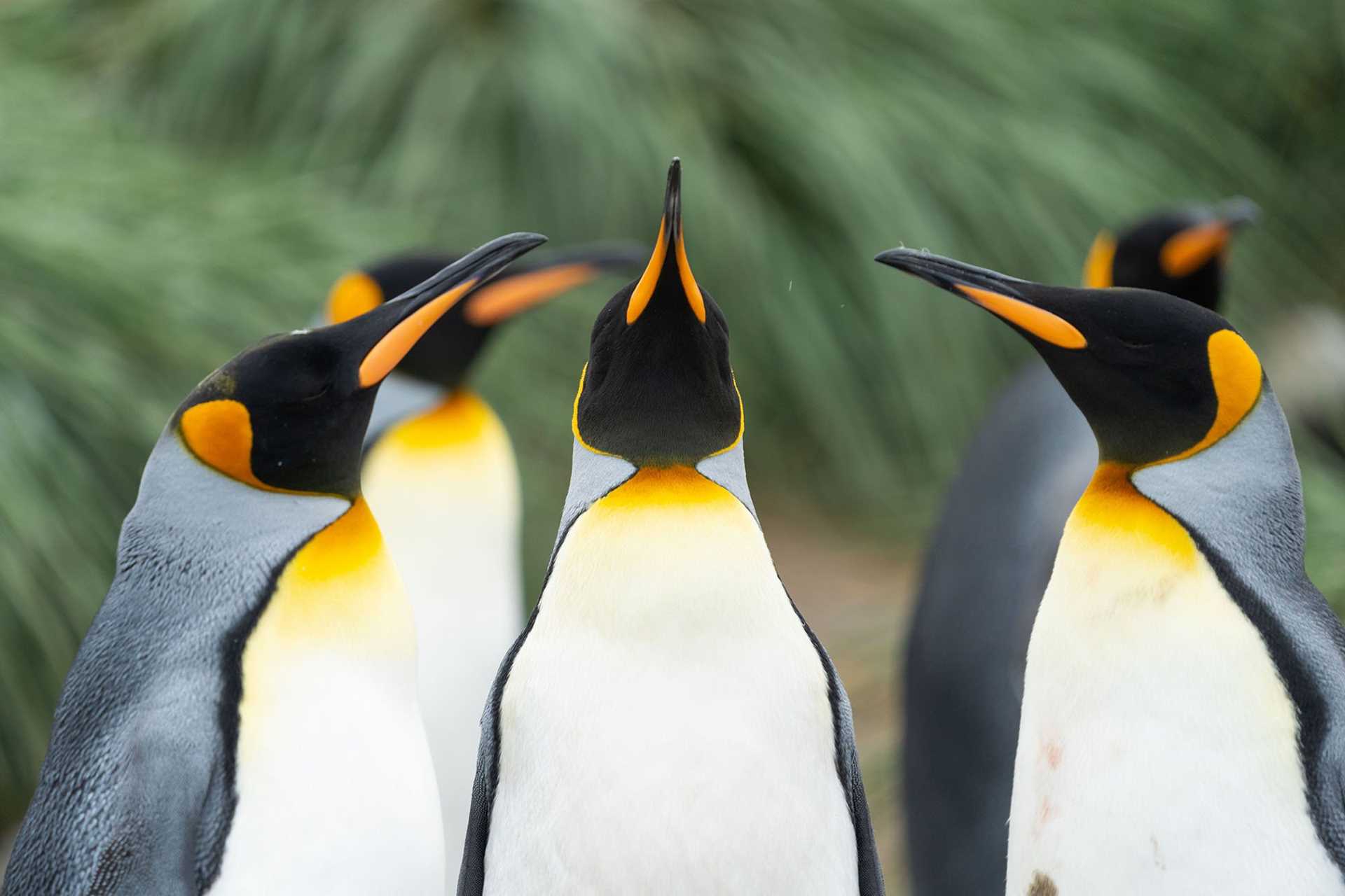 three king penguins