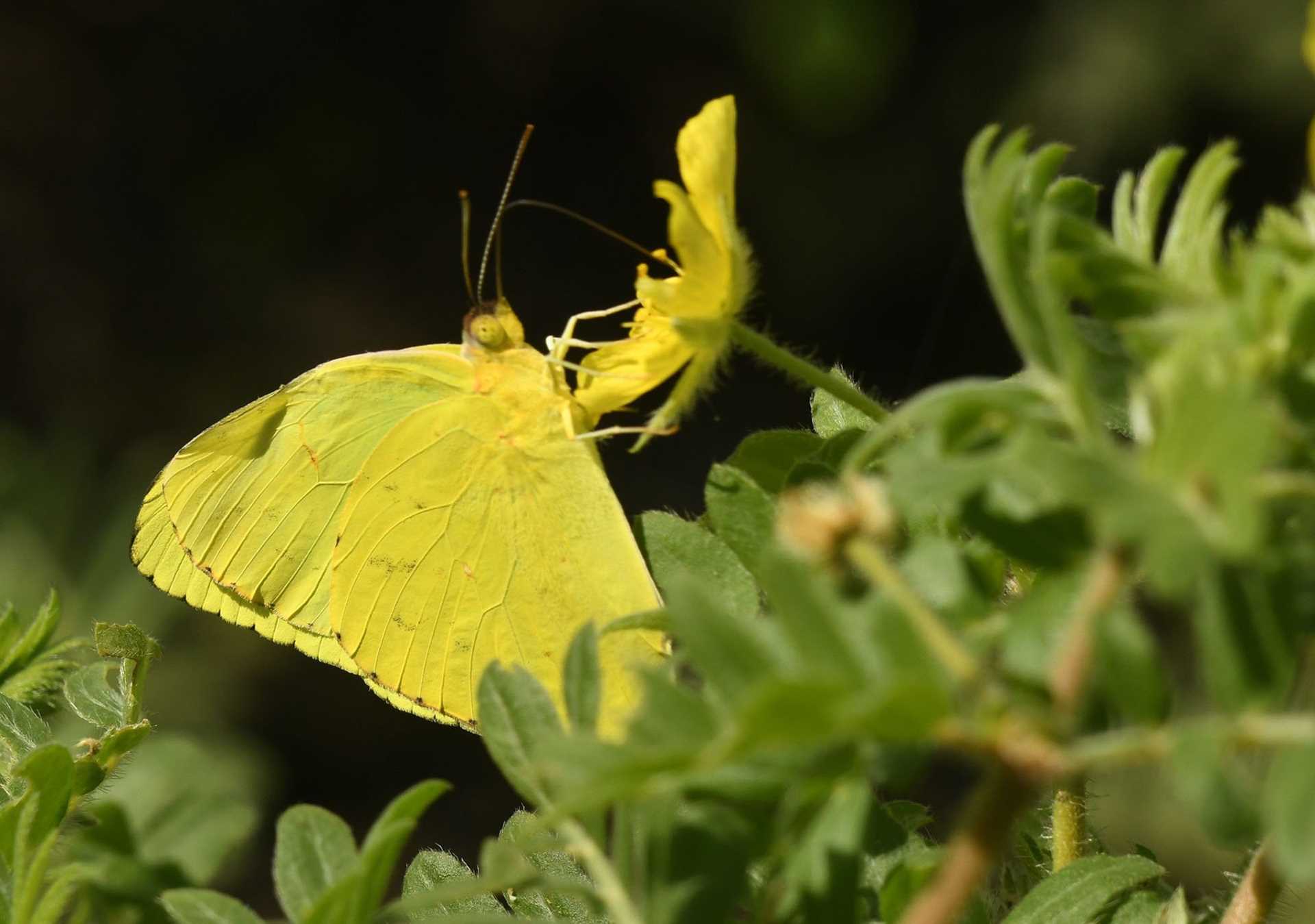 yellow butterfly
