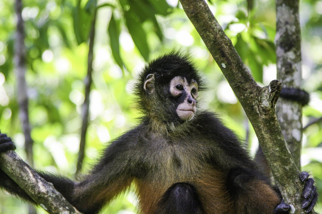 Spider monkey in a tree in Costa Rica.jpg