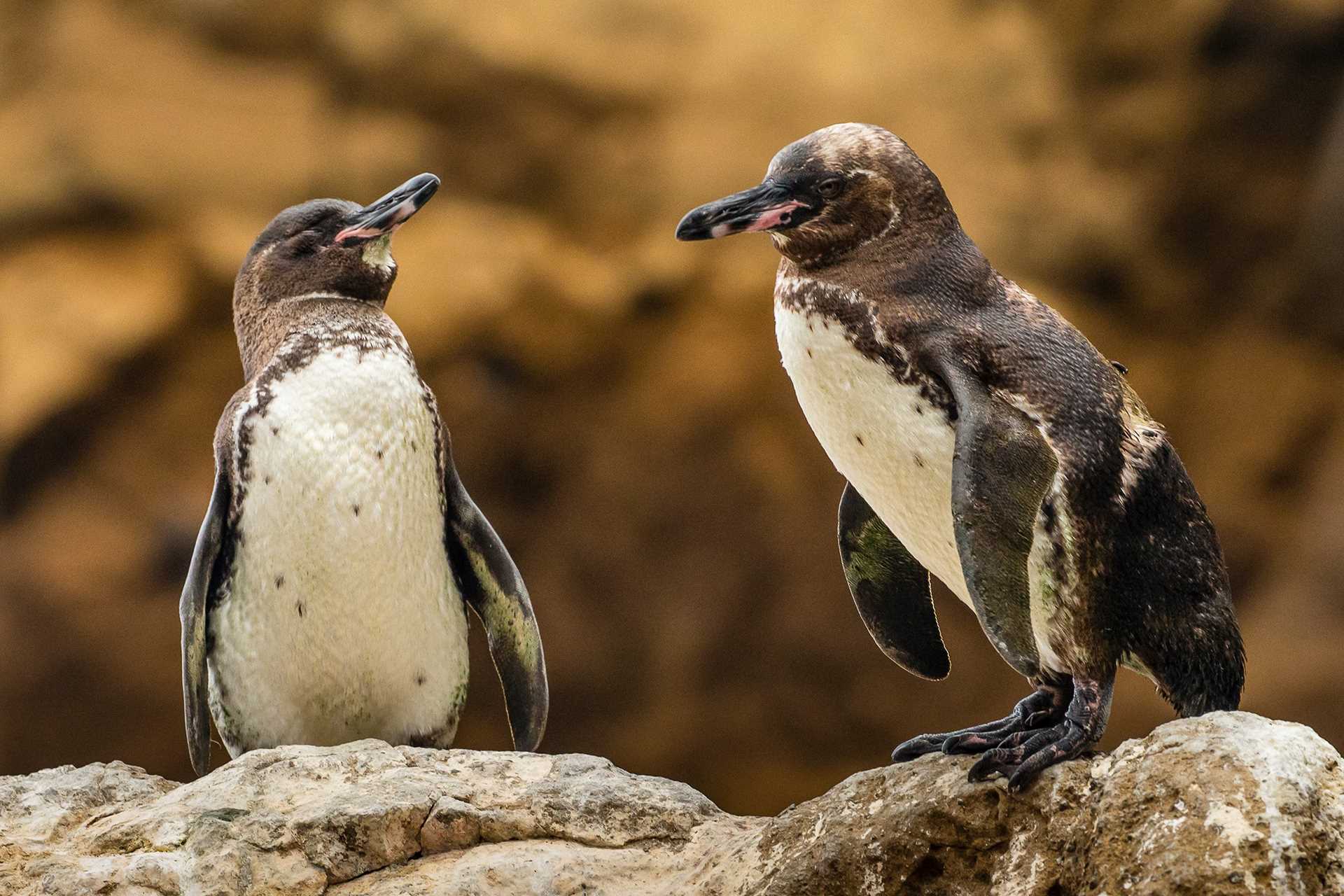 Large RGB-LEX-Ecuador Galapagos Islands RLHGAL15-13377.jpg