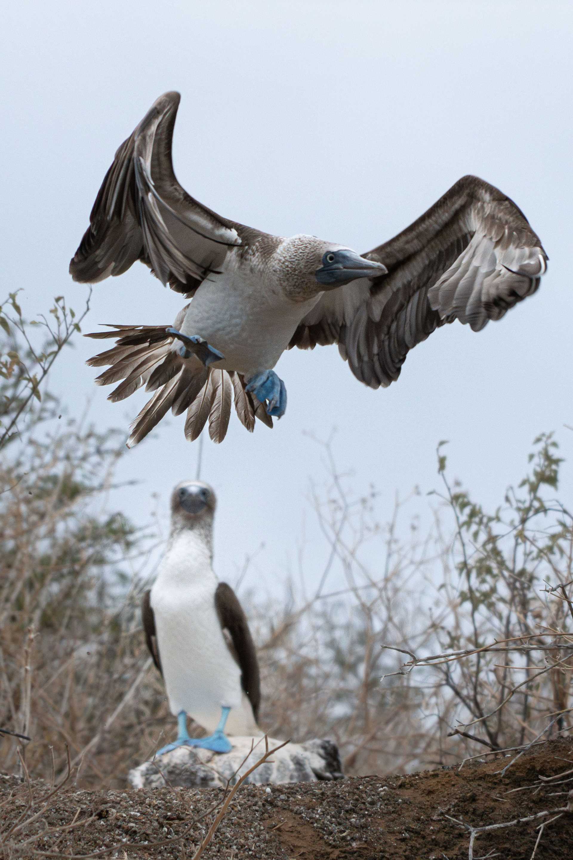 two blue-footed boobies, one standing on the ground and one in flight