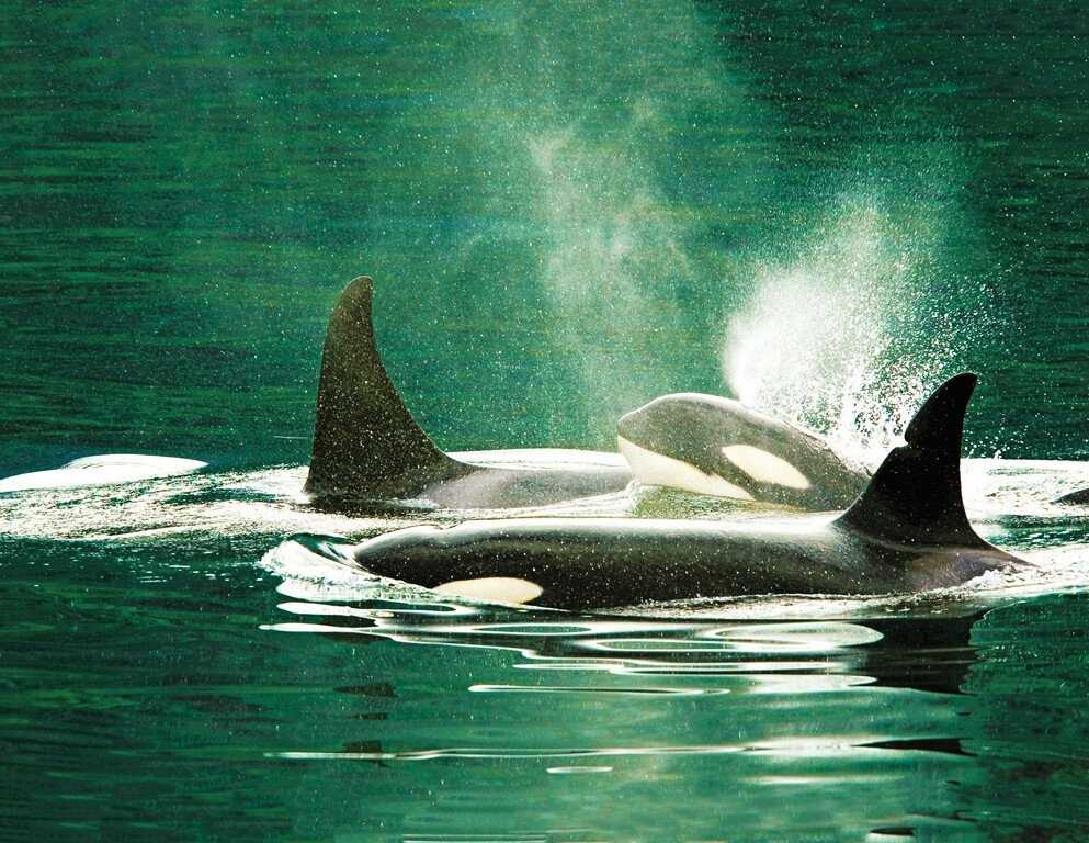 Pod of Southern Resident Killer Whales RLH.jpg