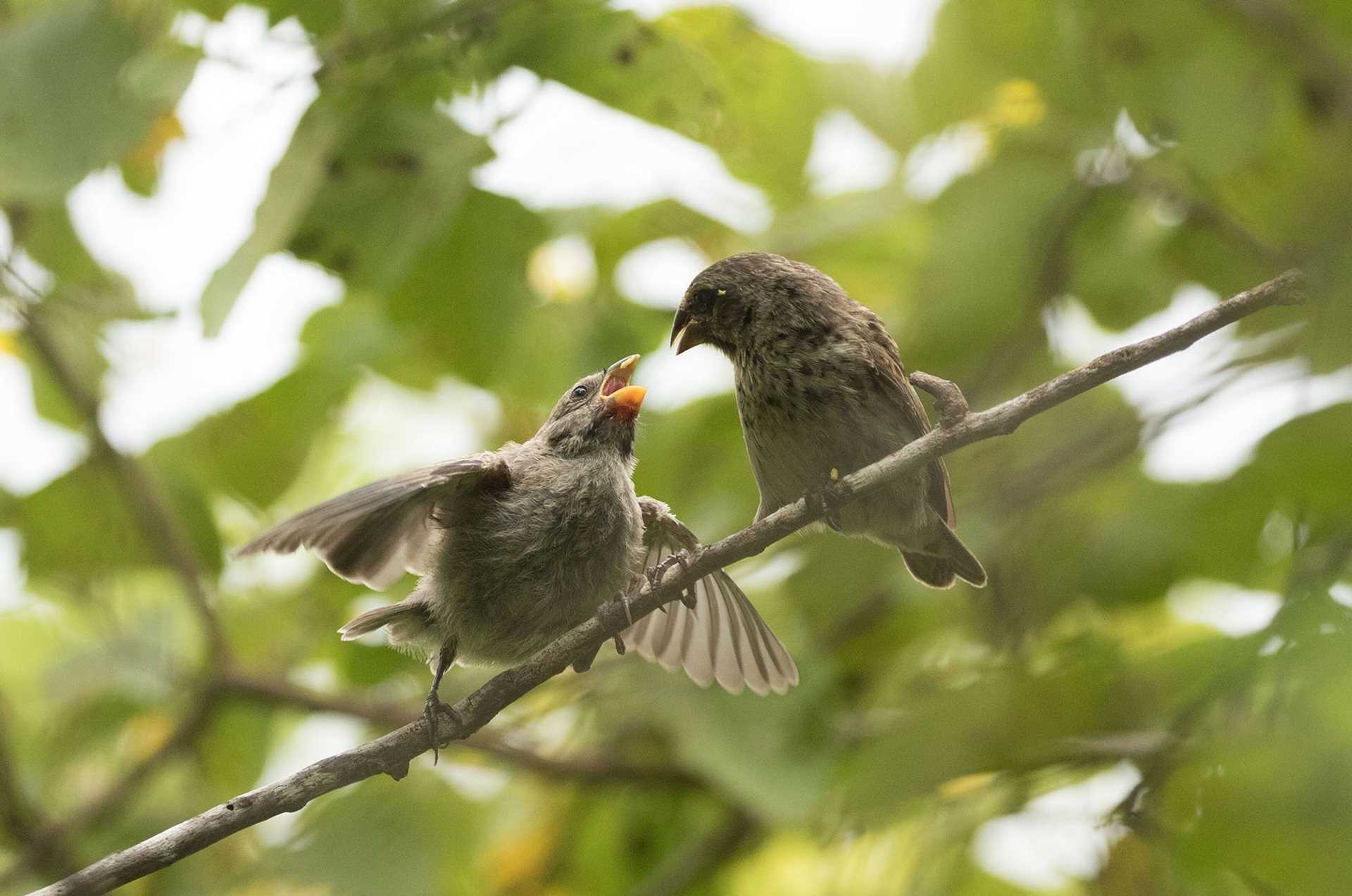 finch feeds a chick