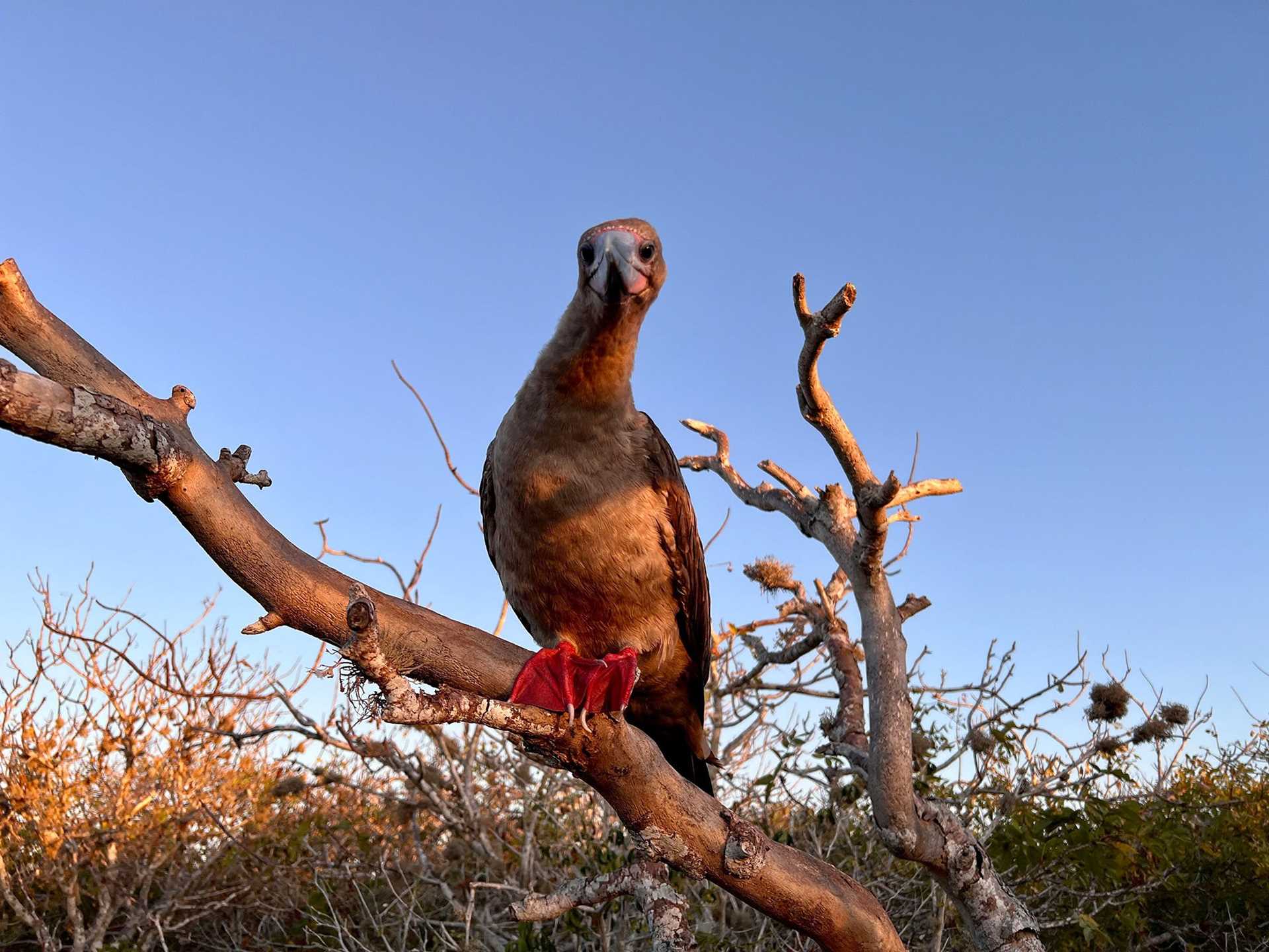 red-footed booby