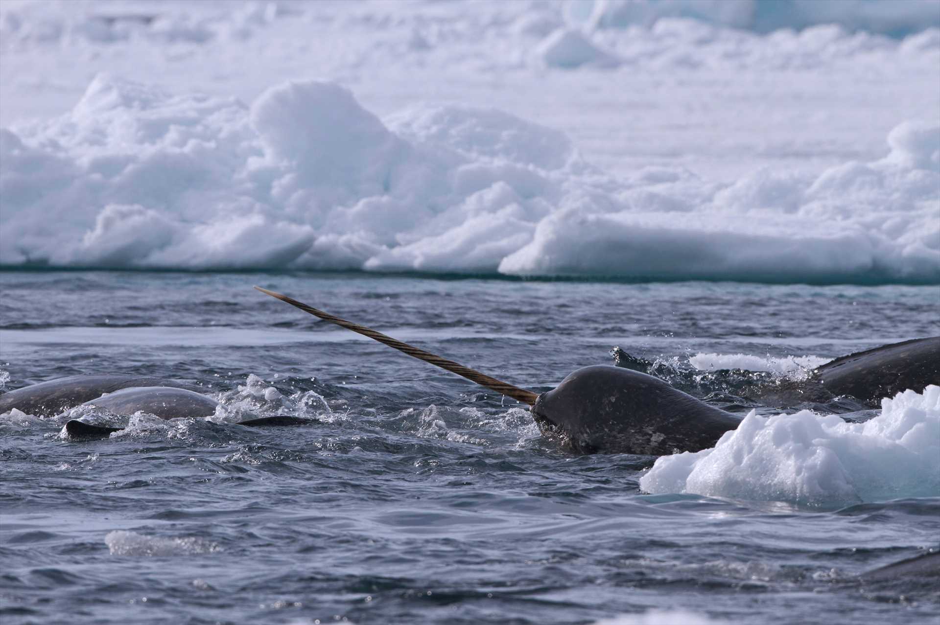 Narwhals in Admiralty Inlet, Canada