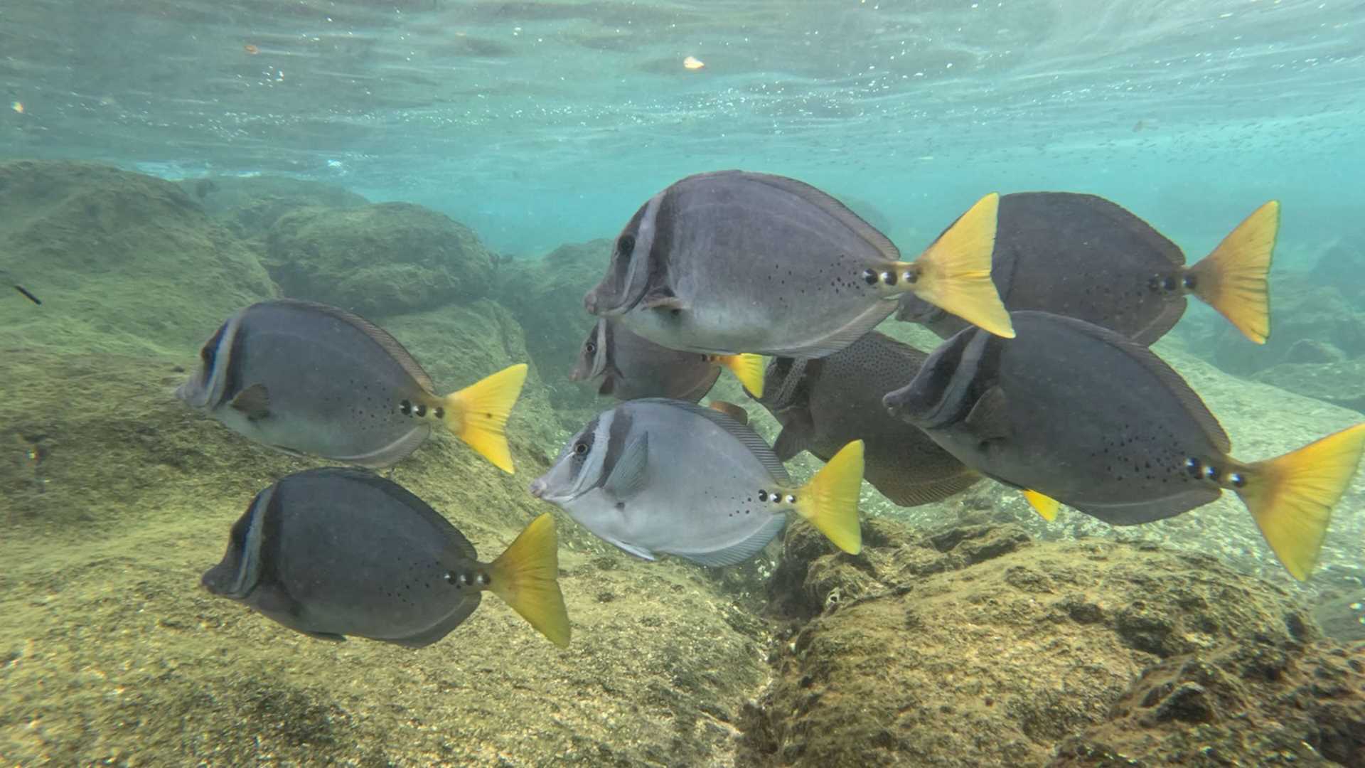 eight black and yellow fish