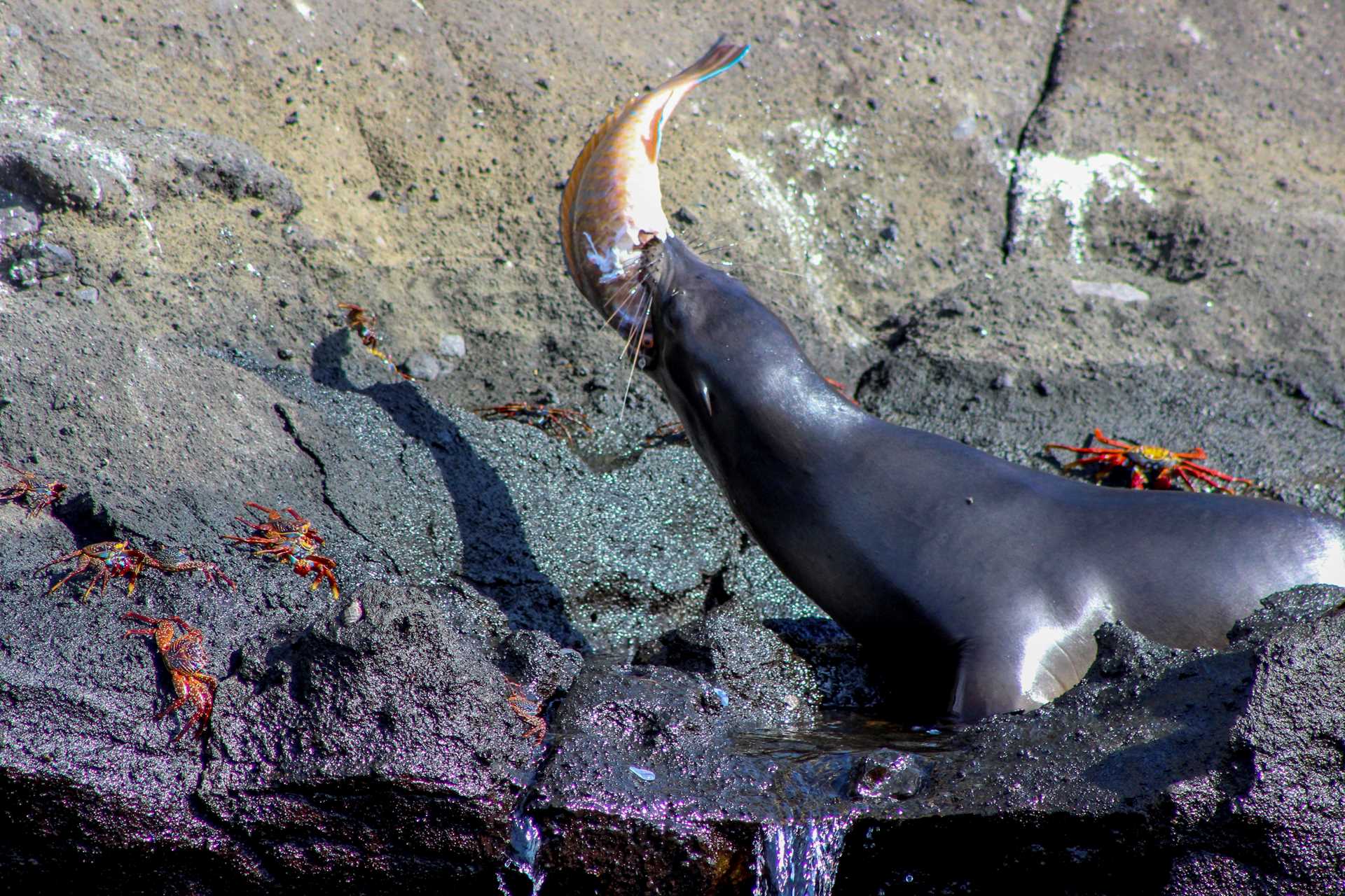 sea lion eating a fish