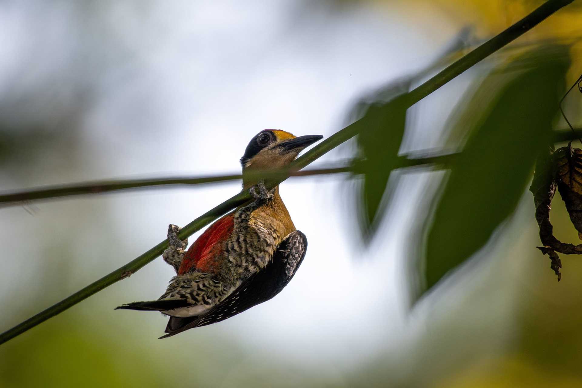 a red, yellow, and white bird perched in a tree