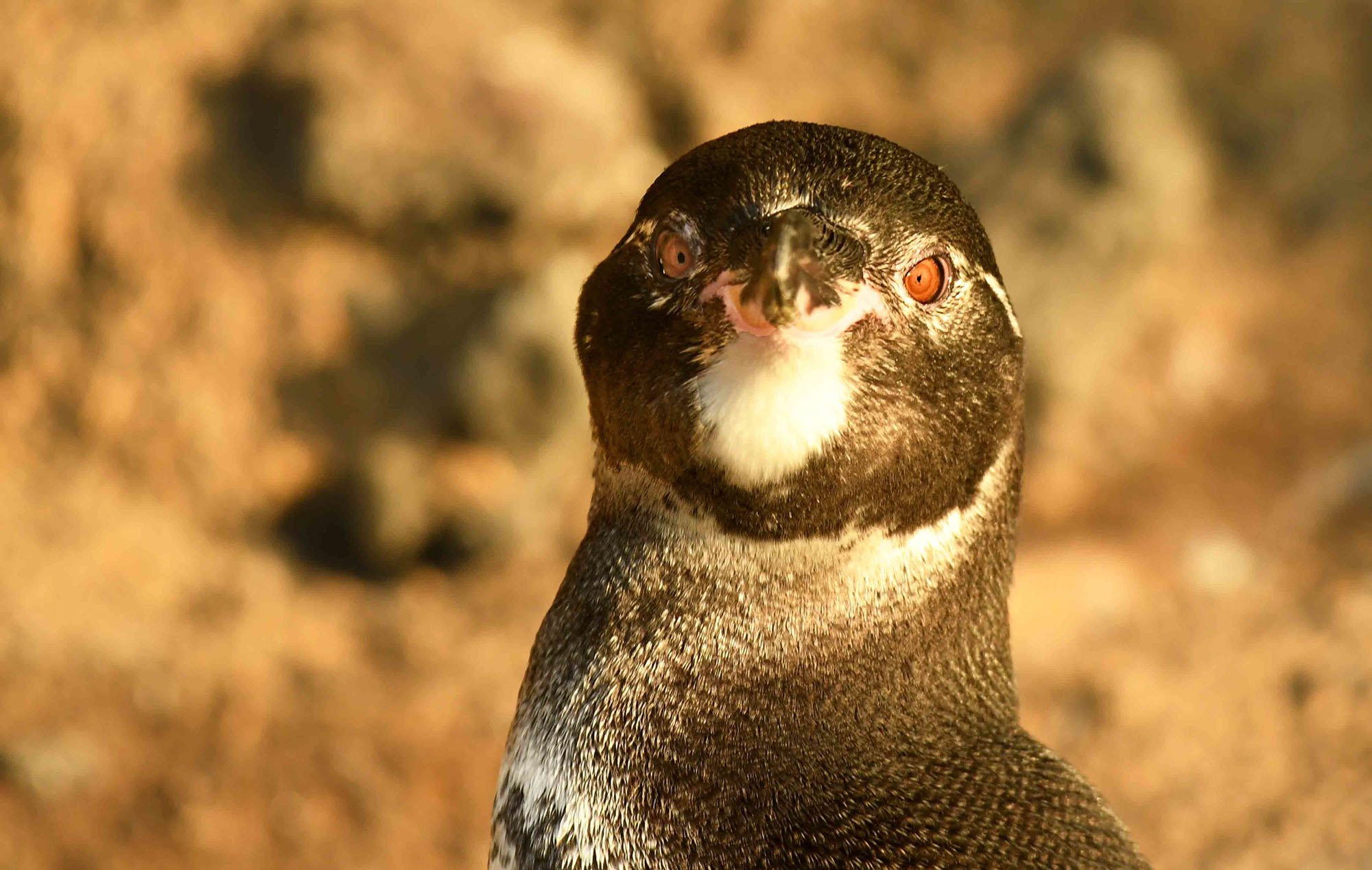 closeup of galapagos penguin
