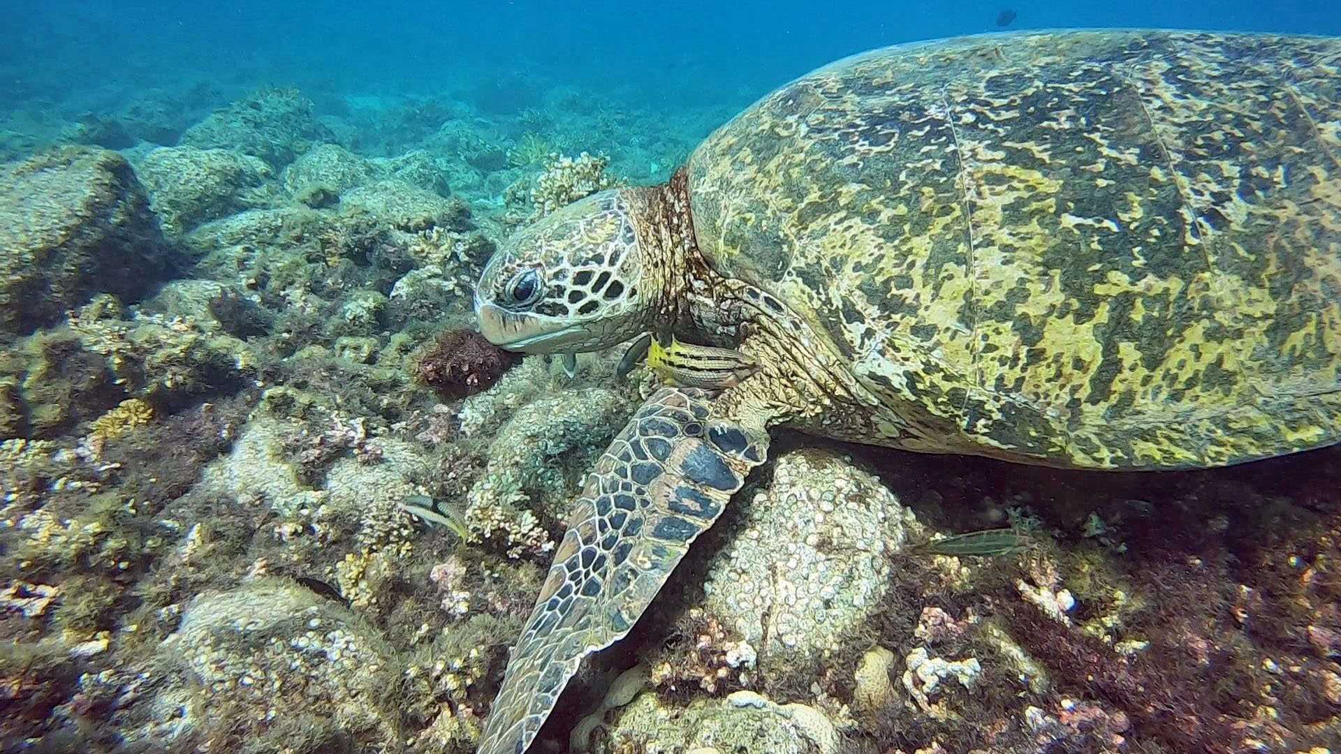 sea turtle