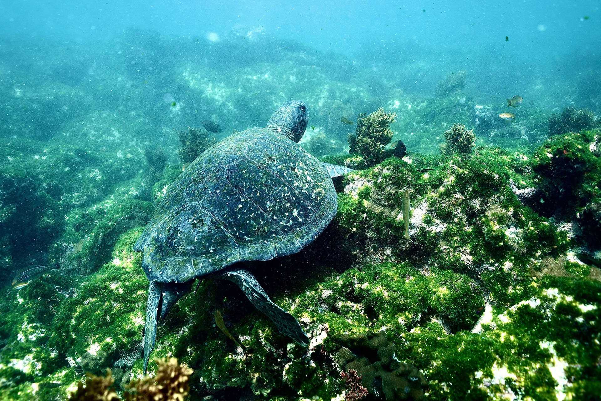 sea turtle