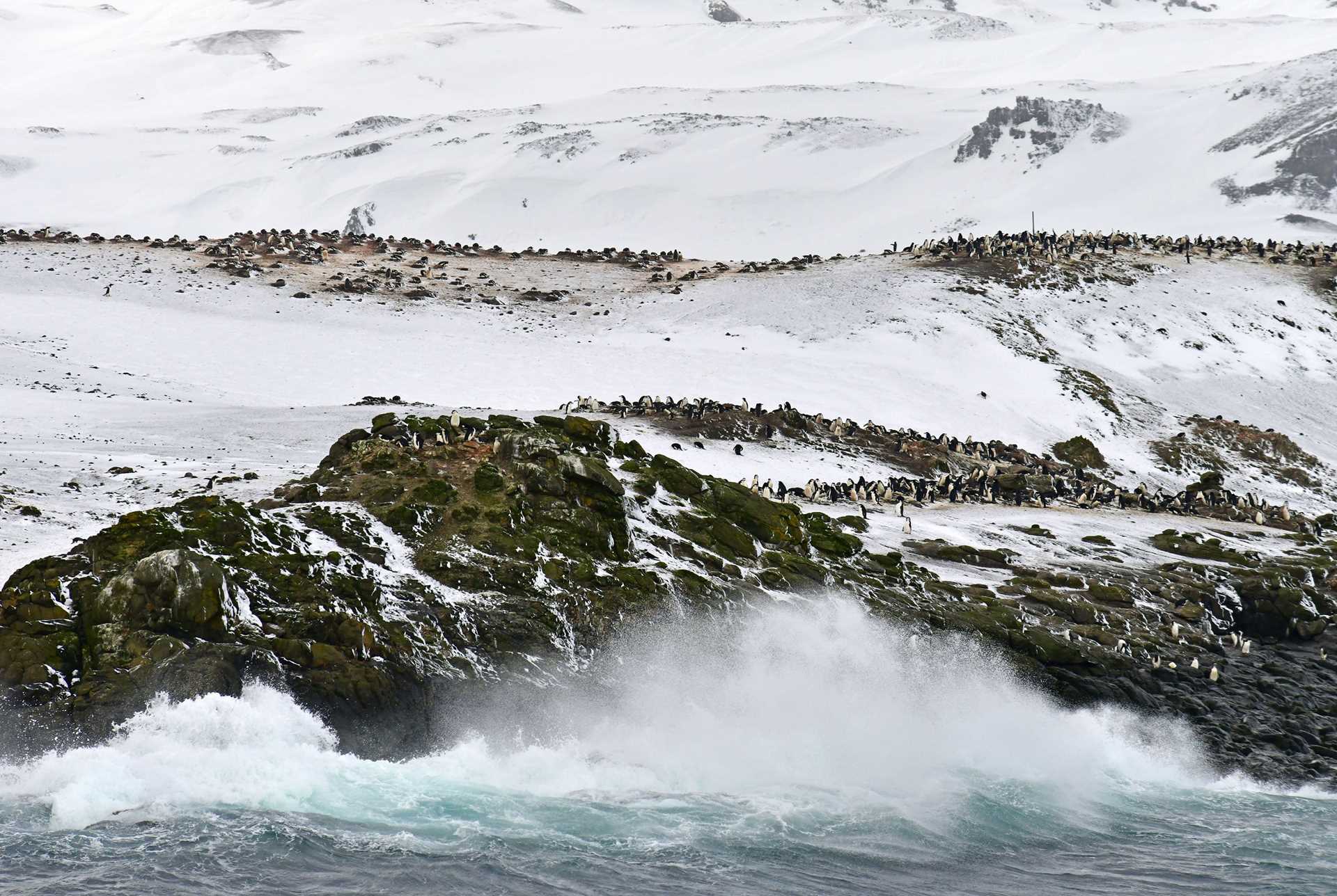 island full of penguins