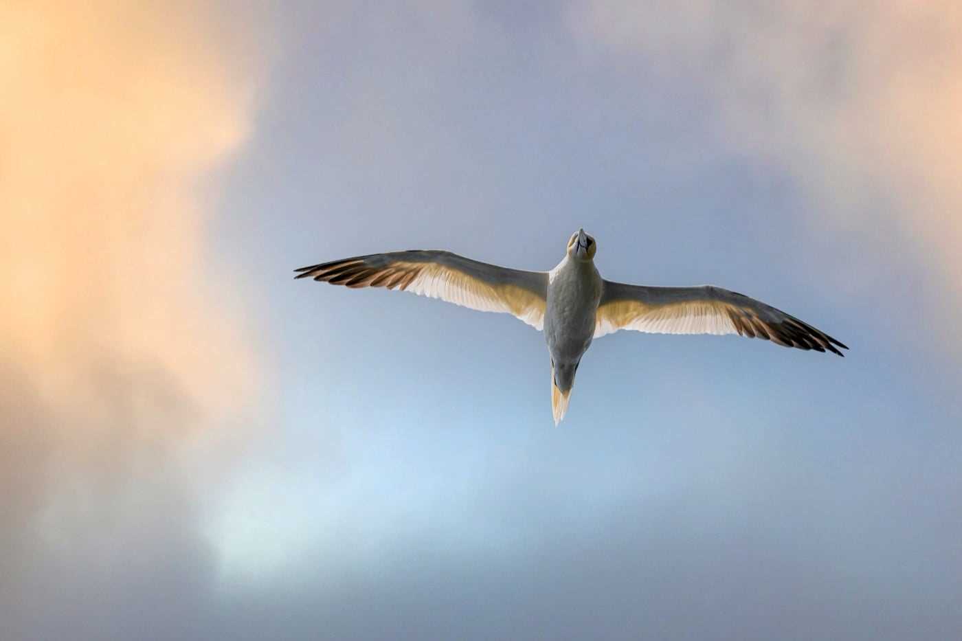 northern-gannet.jpg