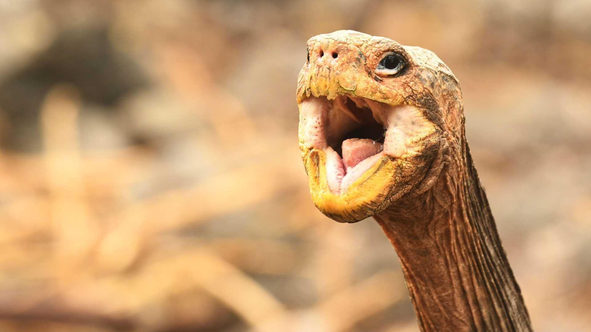 saddleback tortoise with open mouth
