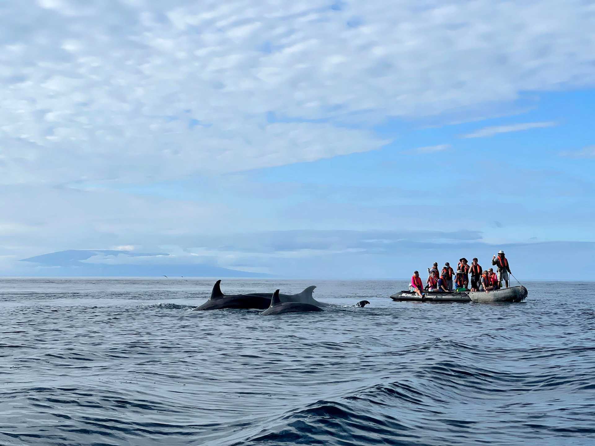 zodiac and orcas