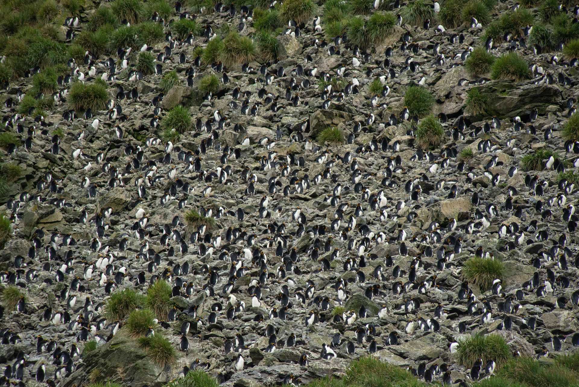 thousands of penguins