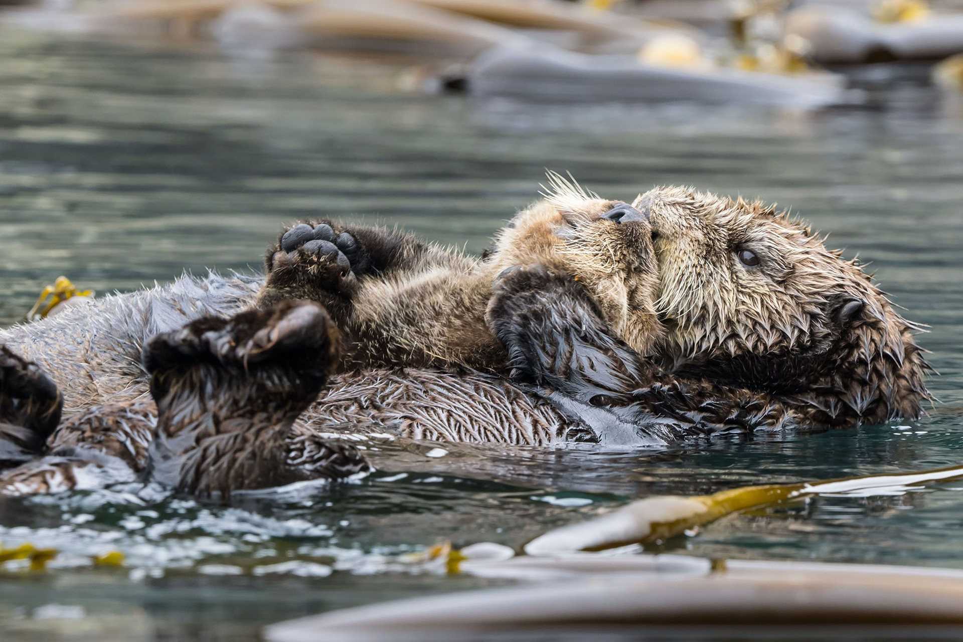 sea otter mother and pup