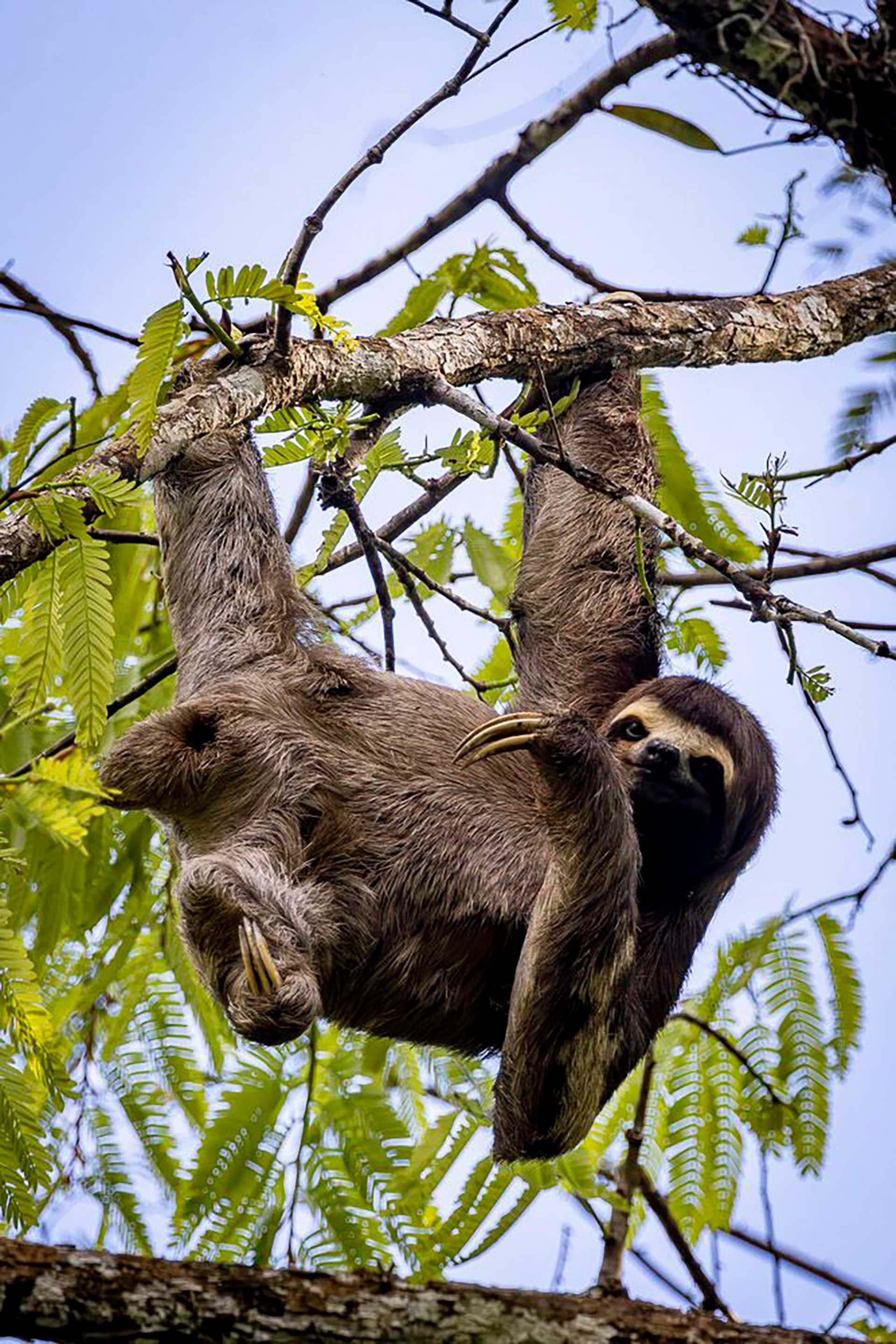 three-toed sloth in a tree