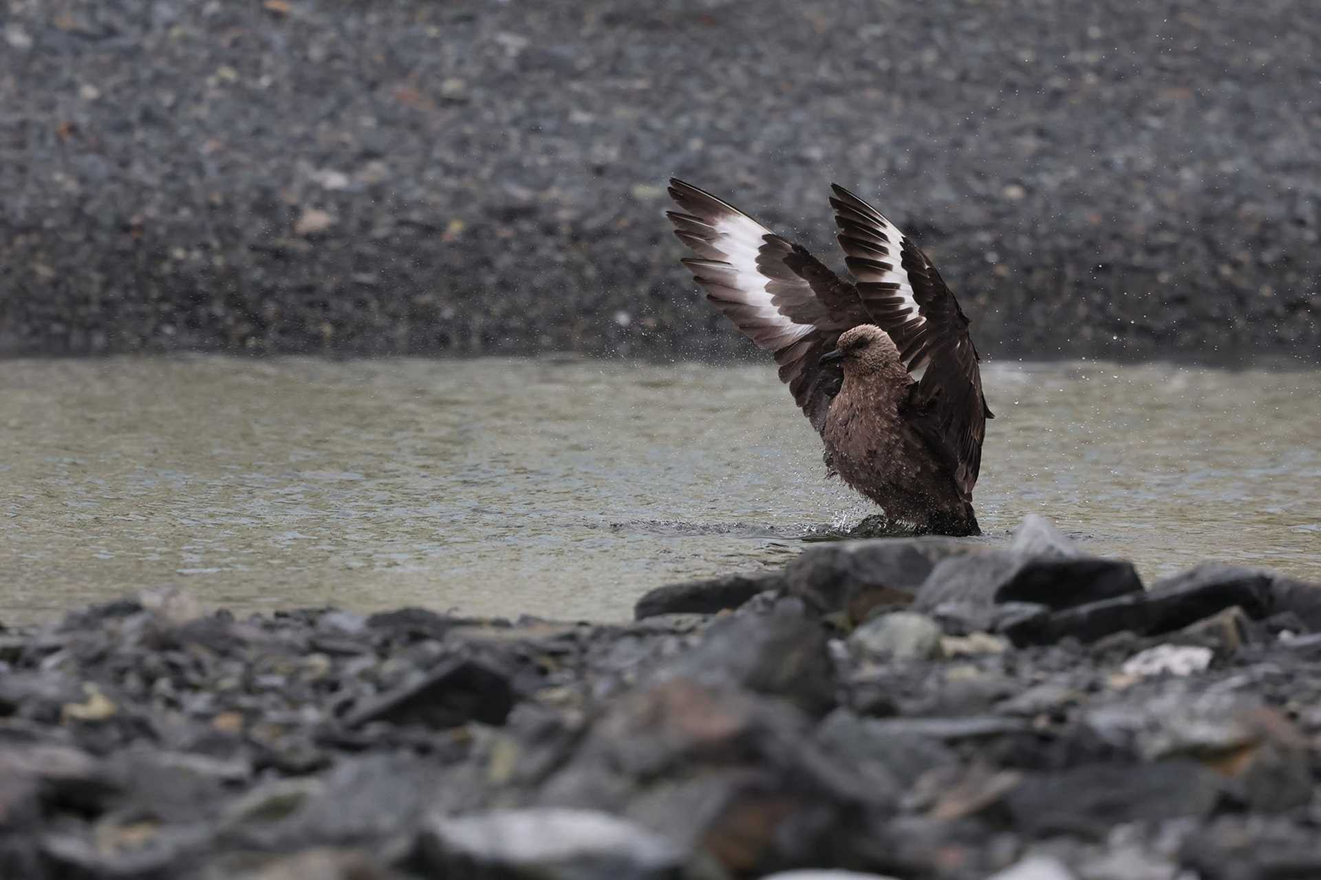 a brown bird shakes water off of its wings