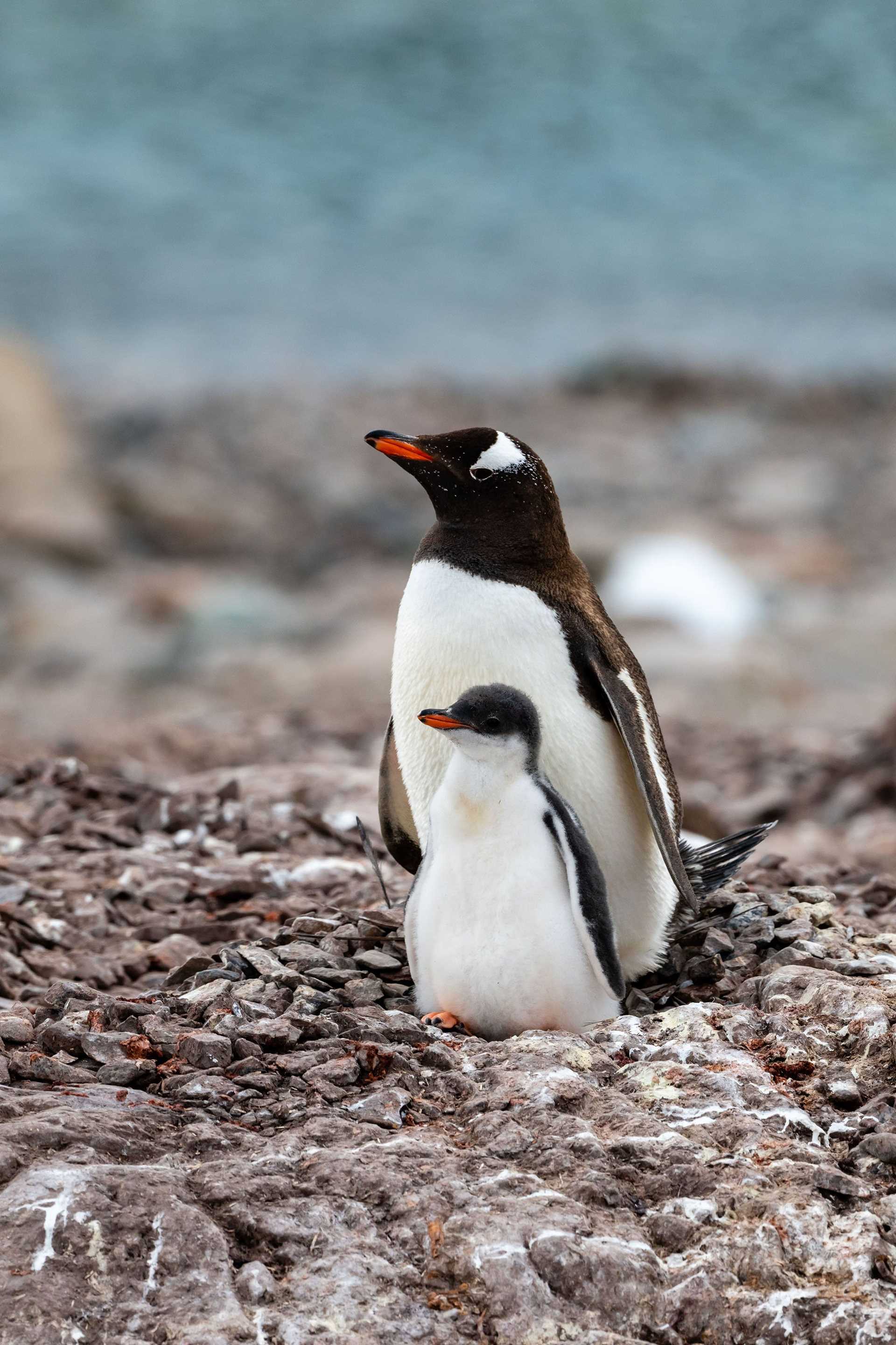 gentoo penguin and chick