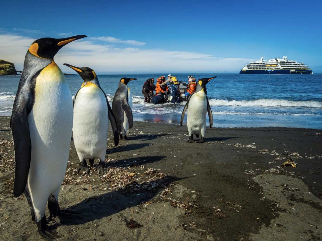 penguins greeting arriving humans