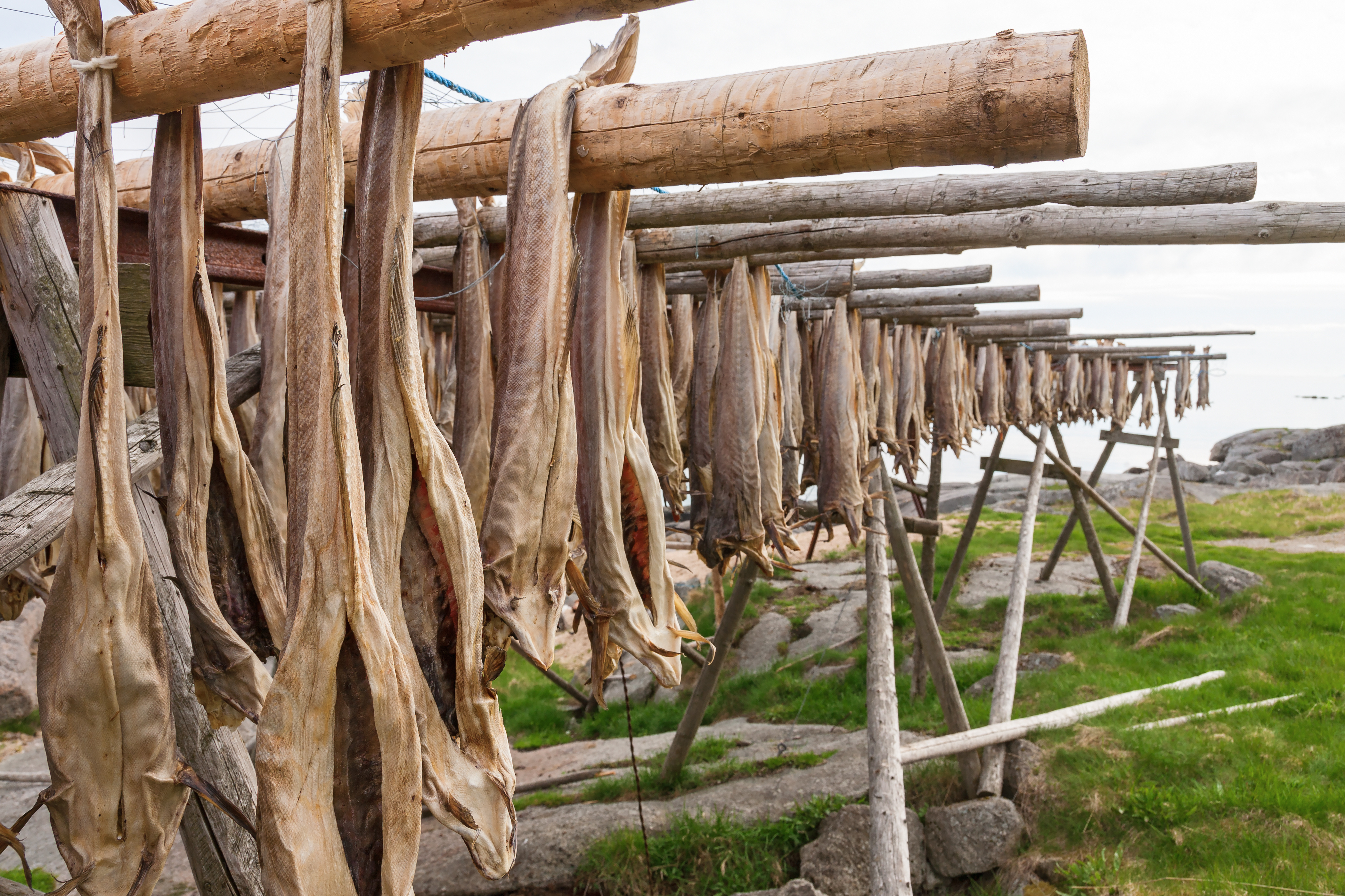 Stockfish hanging up to dry