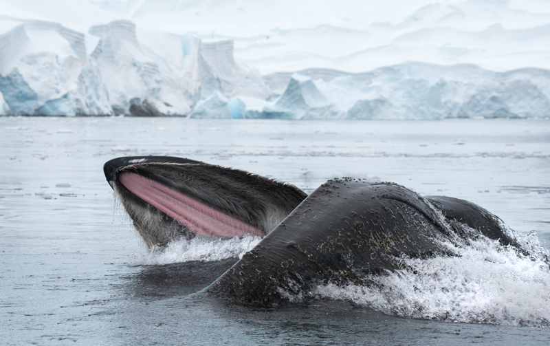 Seeing Humpback Whales in Antarctica