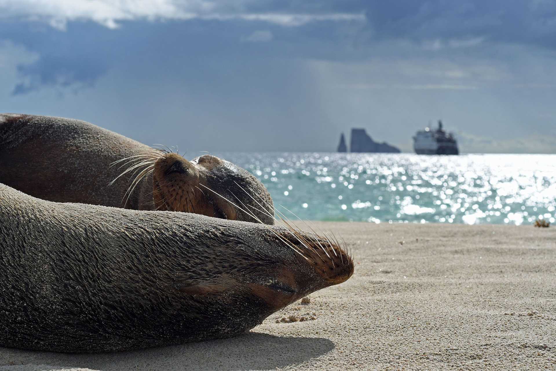 sea lion napping with ship in background
