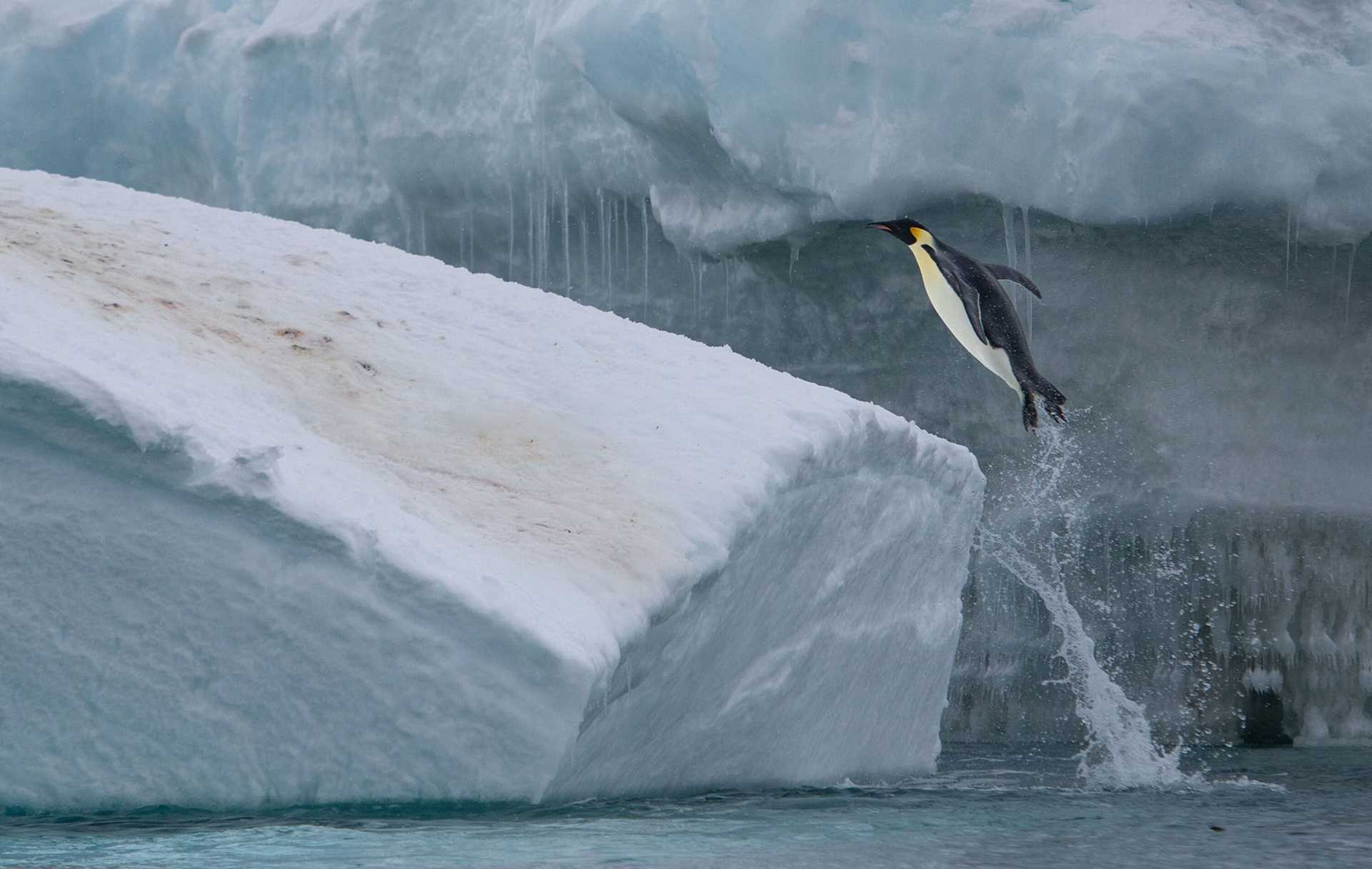 leaping penguin
