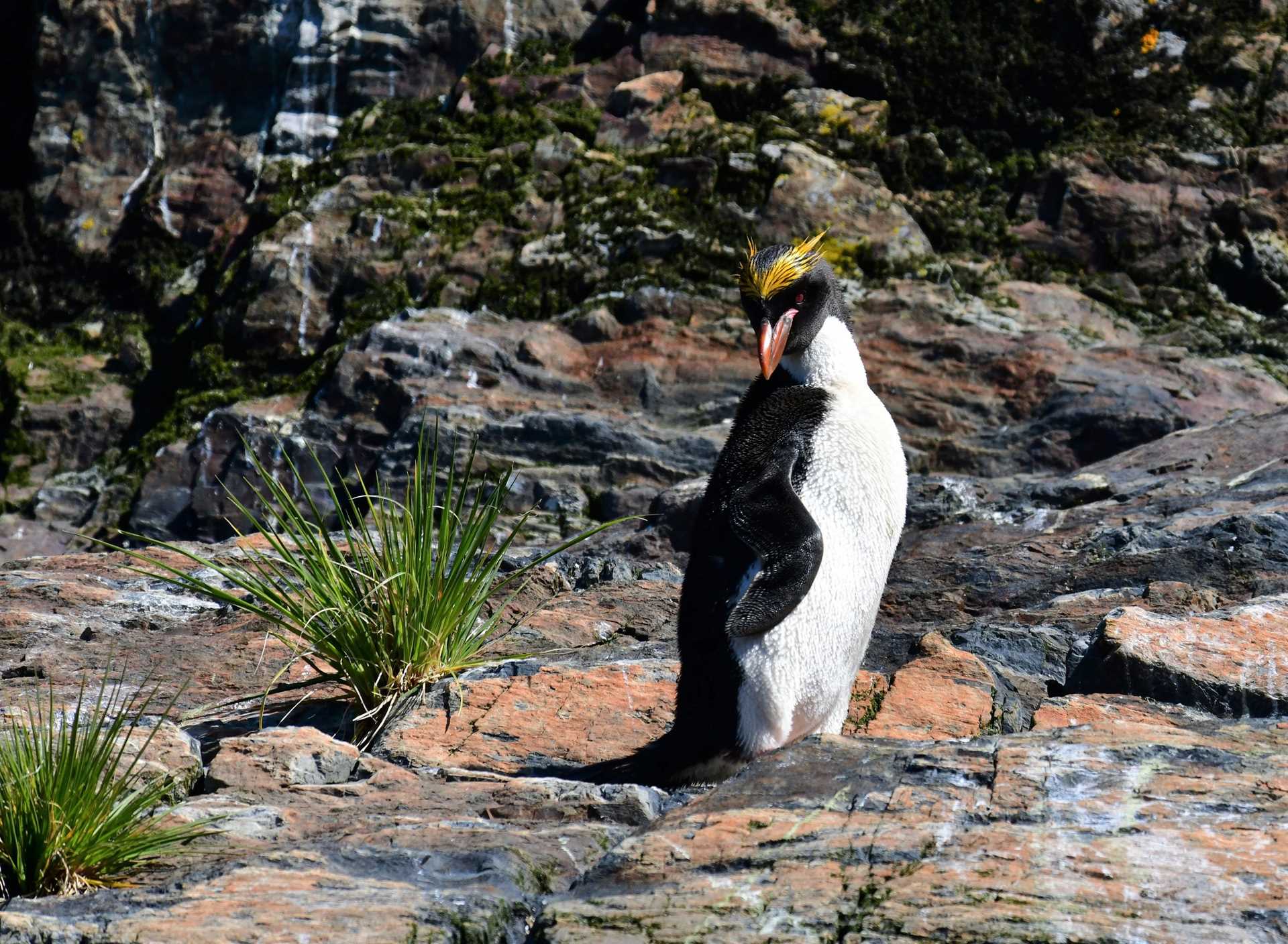 penguin with grass