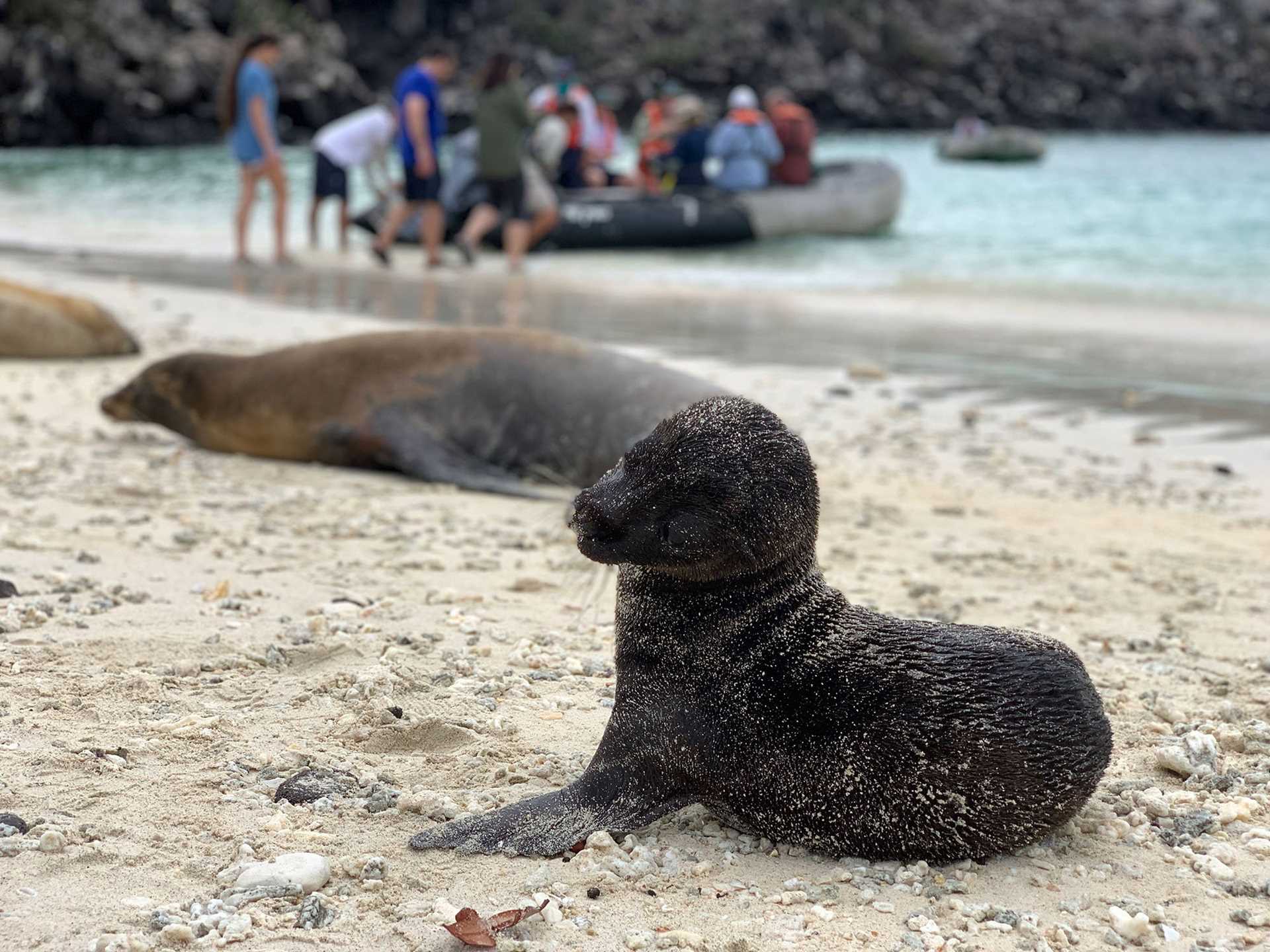 baby sea lion