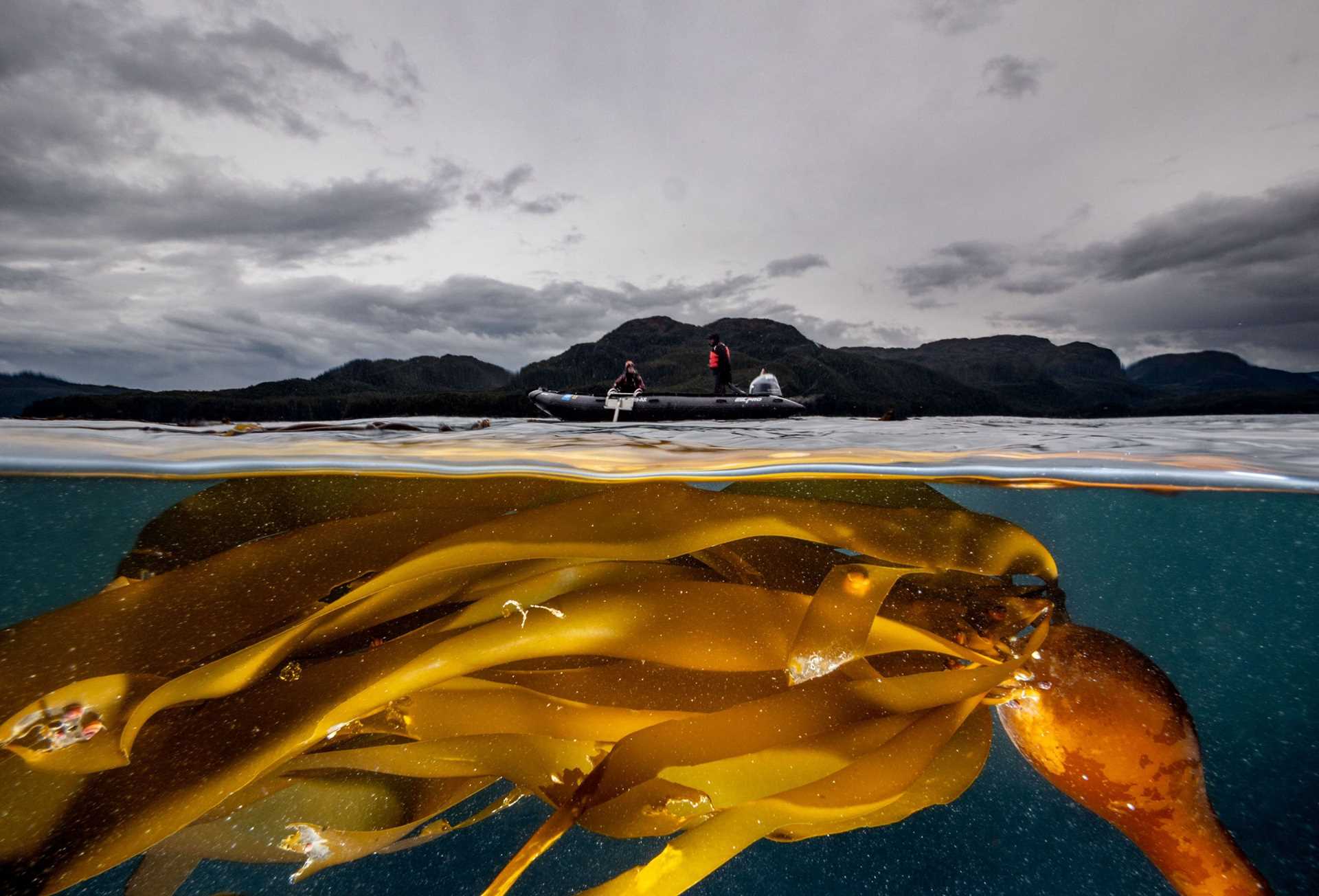 bull kelp beneath the surface of the water, with a zodiac craft on top of the water