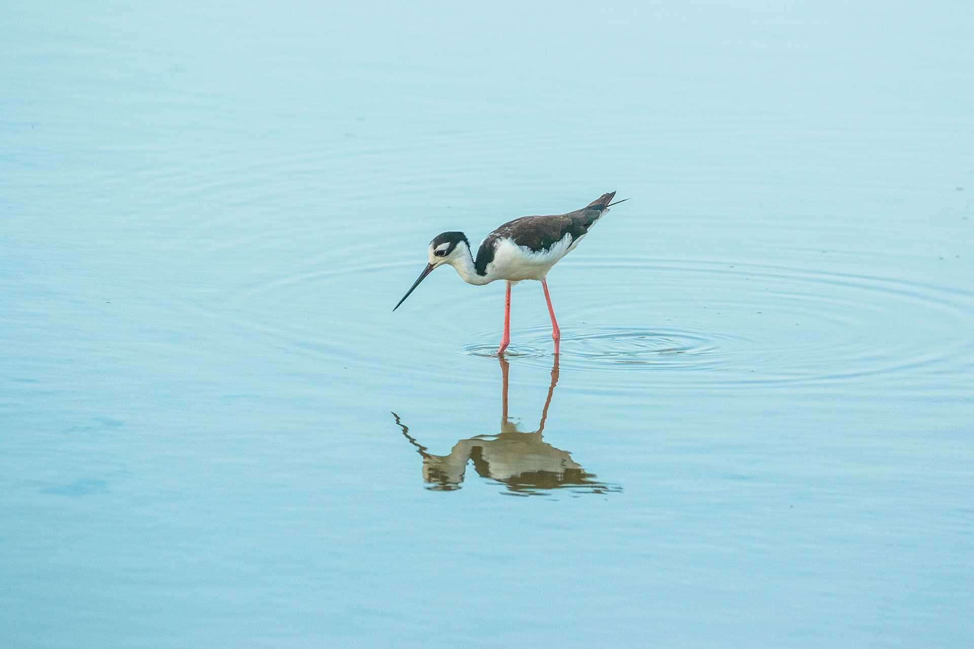 black and white bird reflected in water 