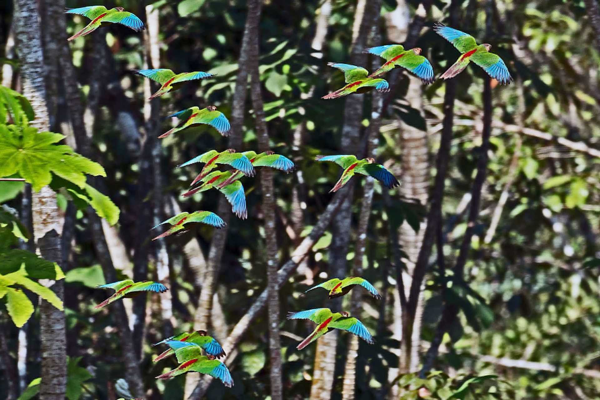 parakeets