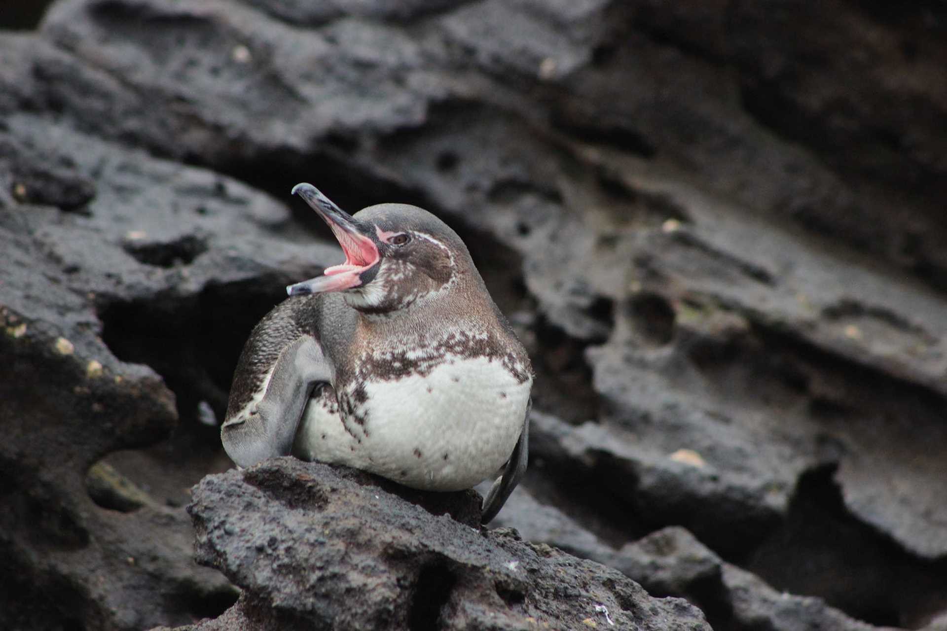 penguin yelling