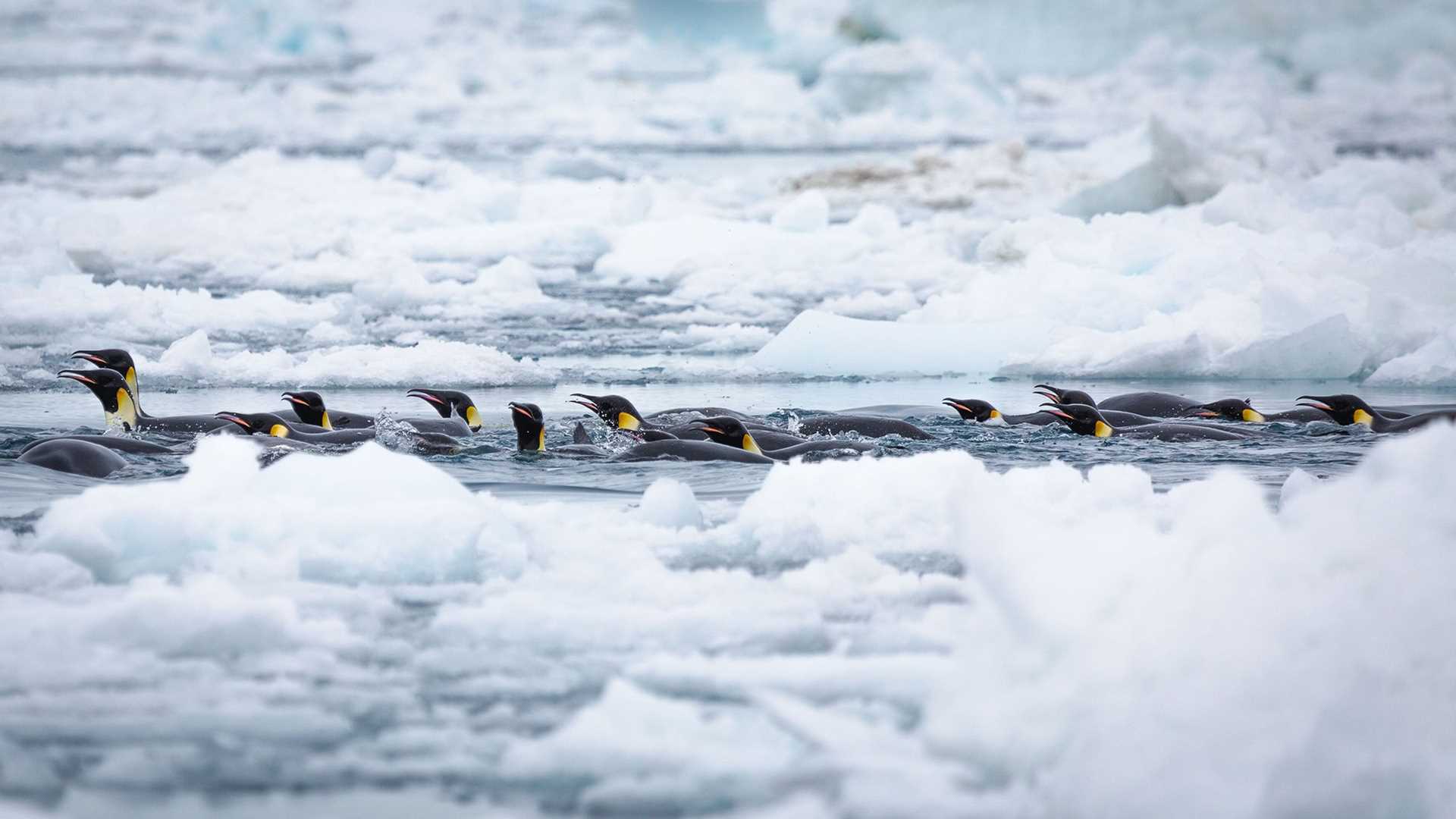 raft of emperor penguins