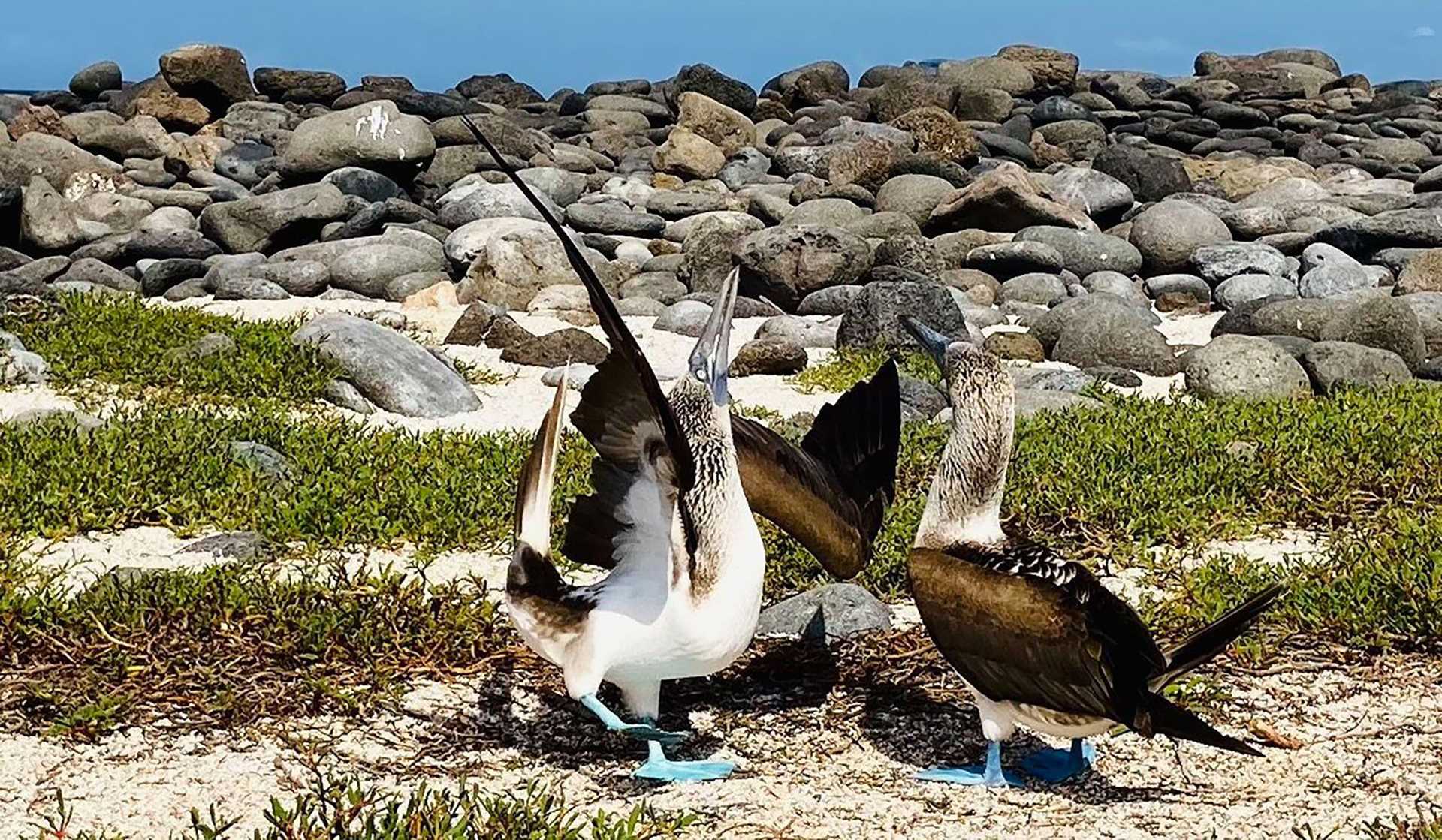 blue footed boobies