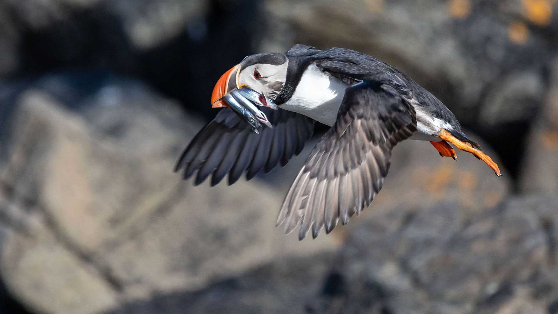 puffin in flight