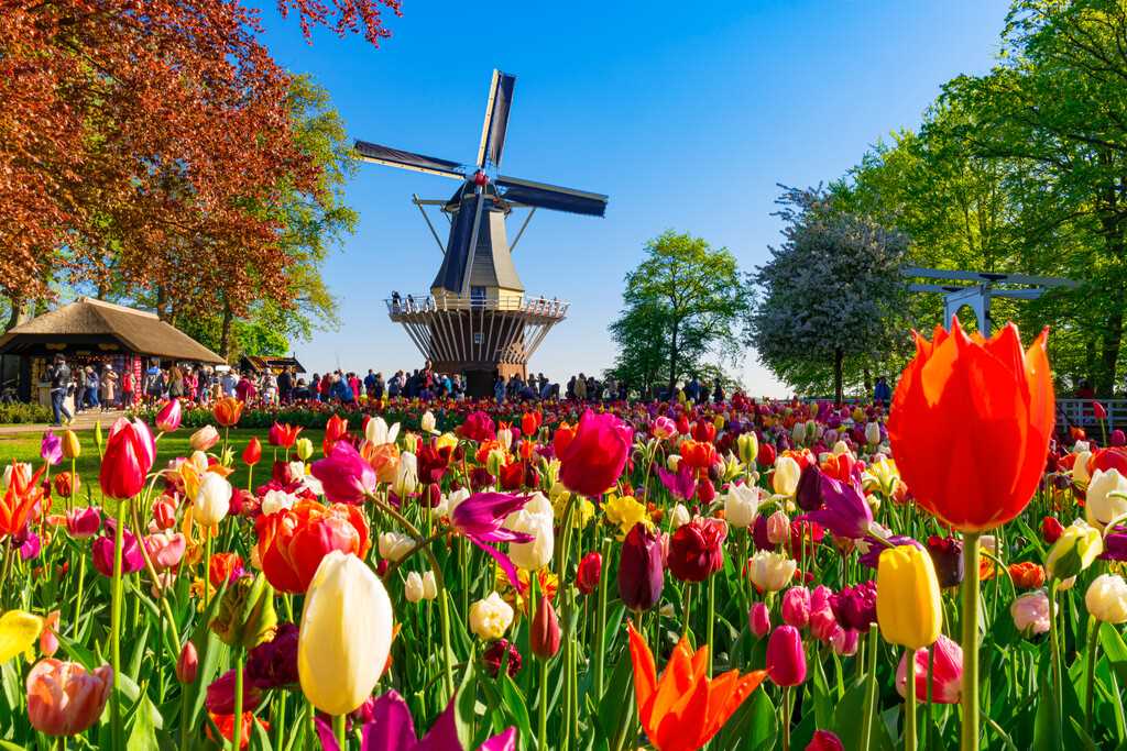 Medium RGB-LEX-Netherlands Keukenhof South Holland istock1556245500.jpg