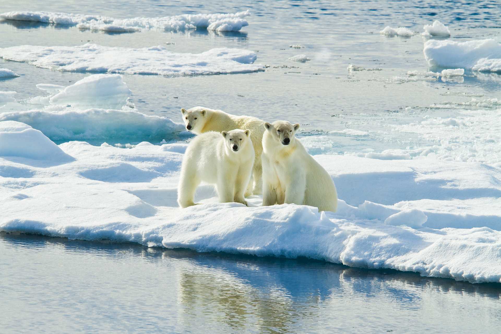 Three polar bears stand on sheet ice in Svalbard, Norway