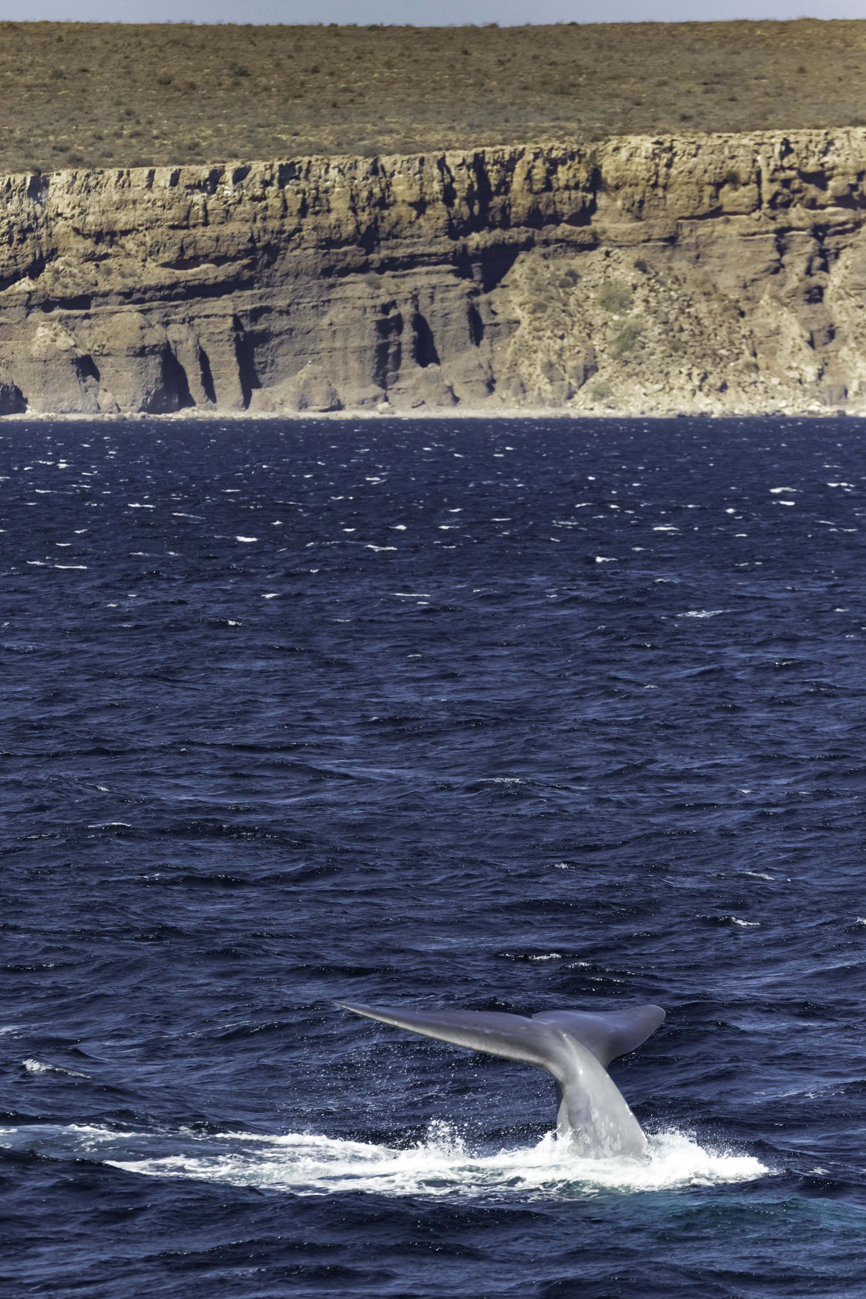 blue whale tail