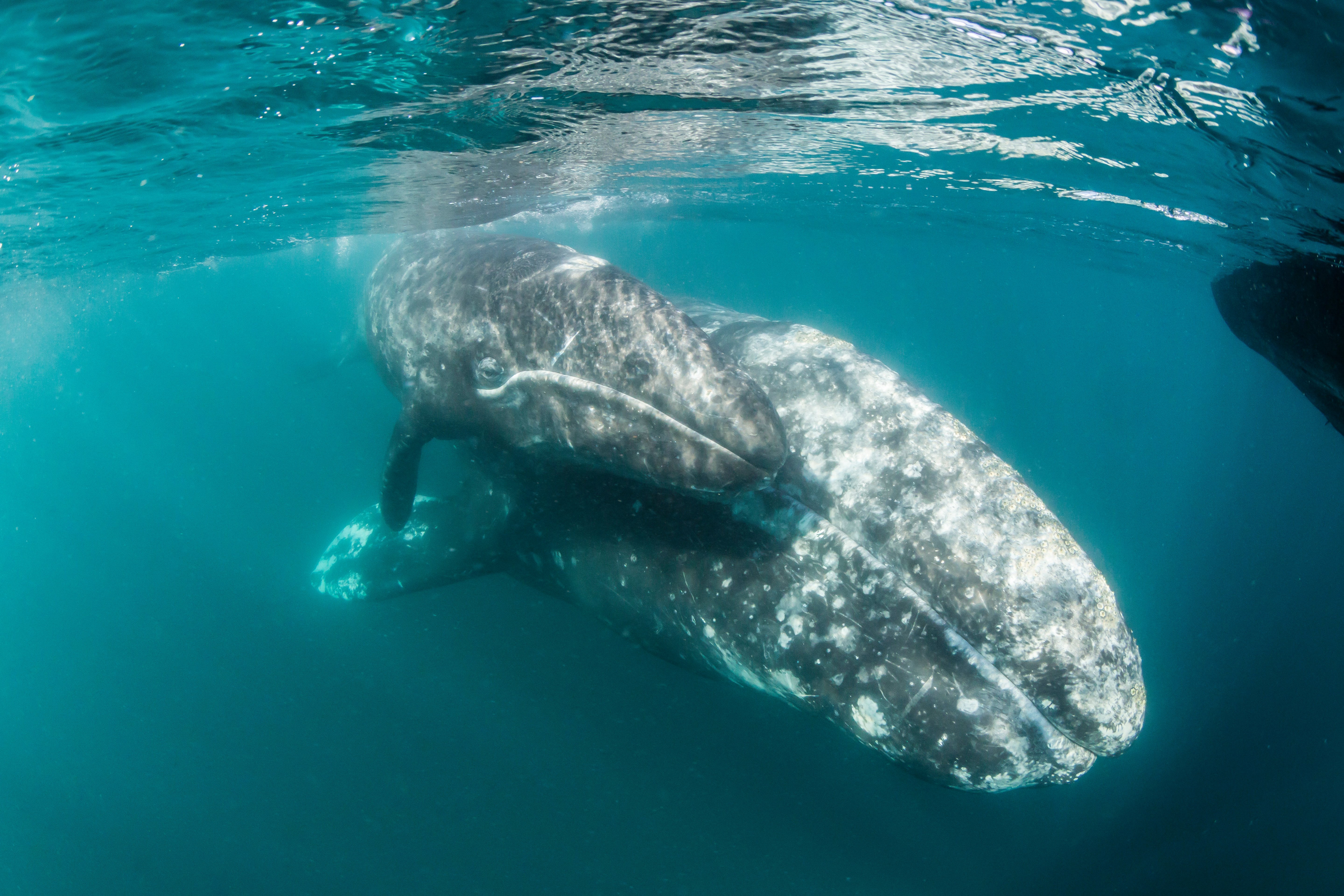 California gray whale, Eschrichtius robustus, mother and calf underwater in San Ignacio Lagoon, Baja California Sur, Mexico