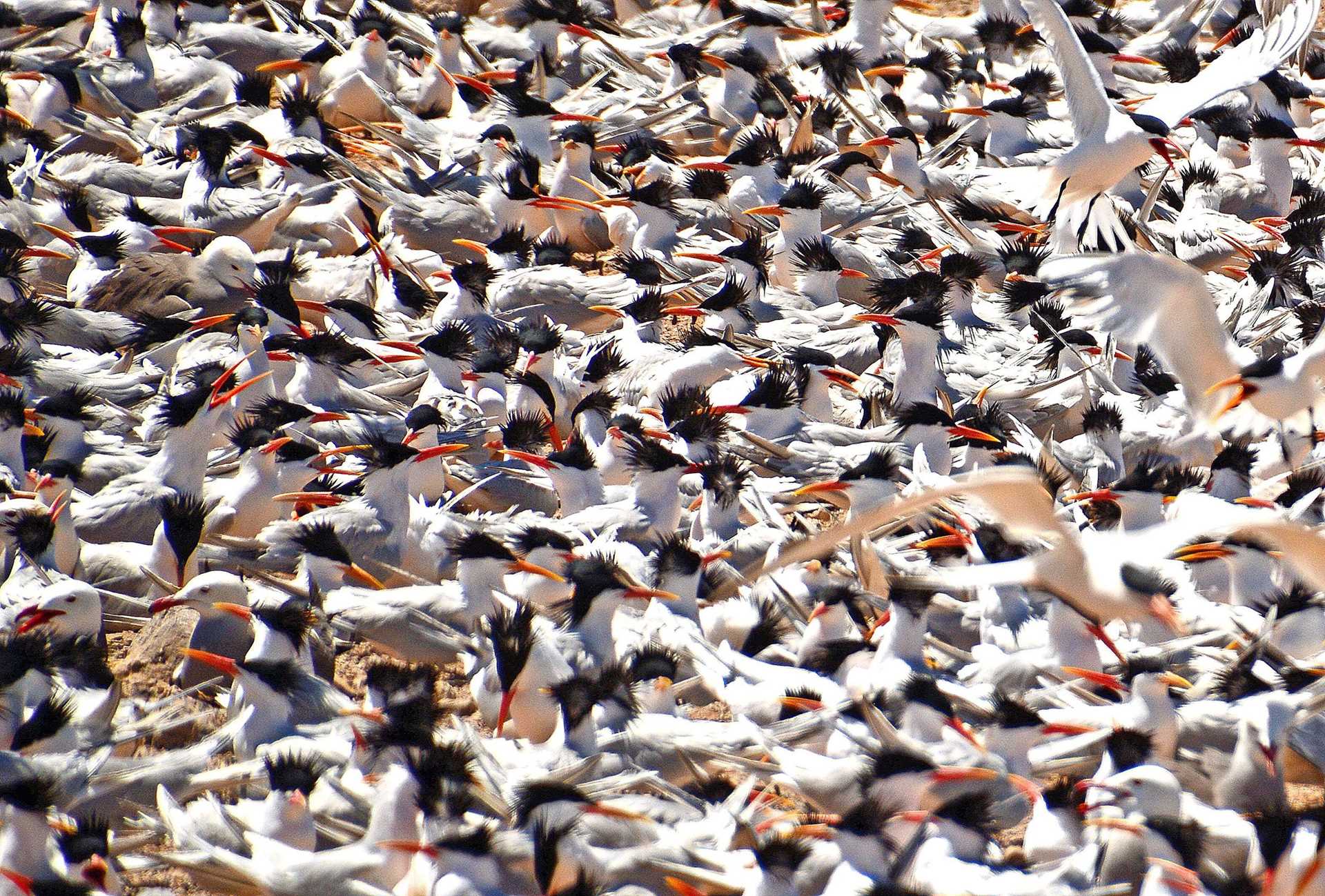 thousands of white birds with orange beaks and feet