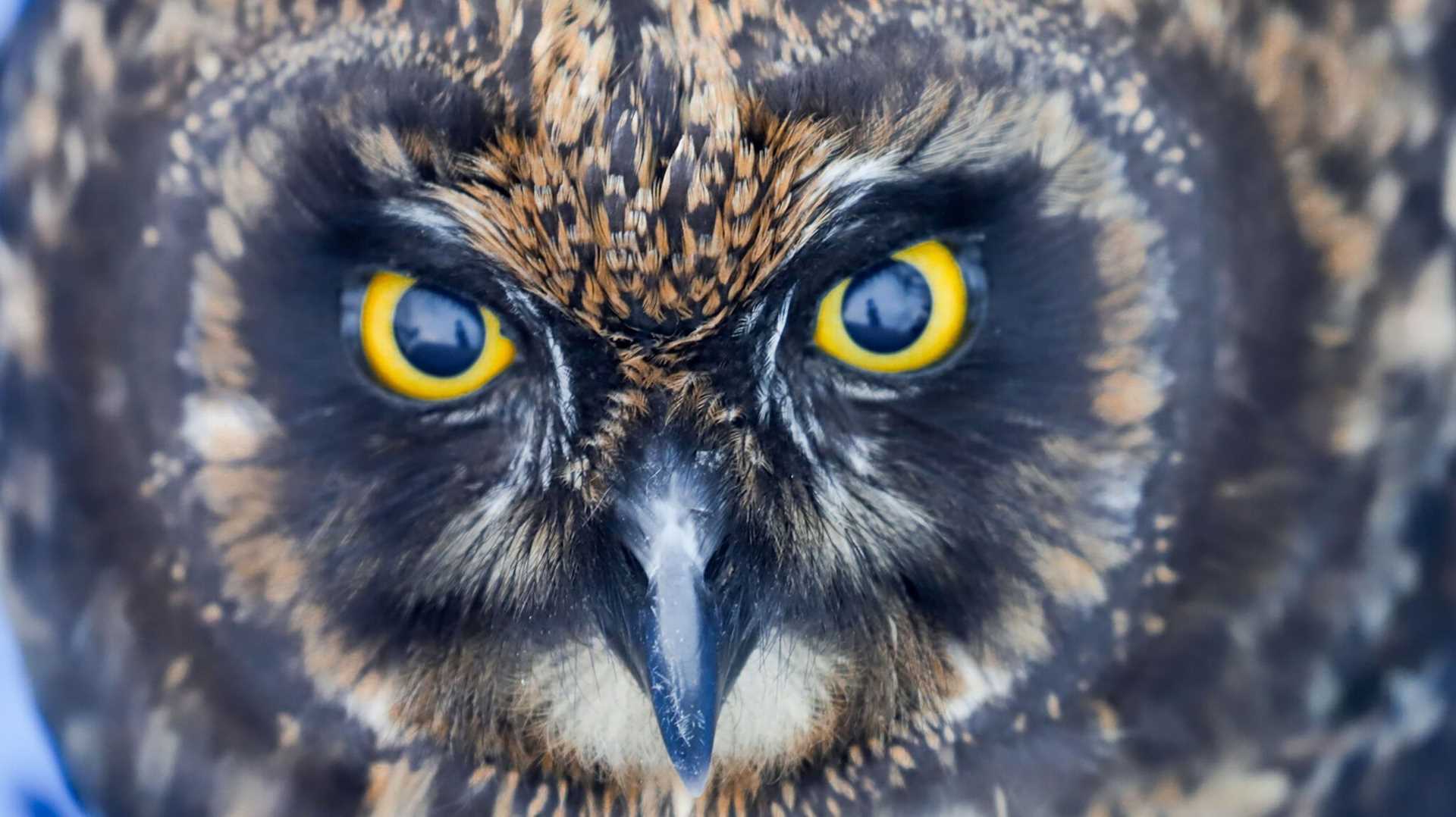 close-up of an owl face