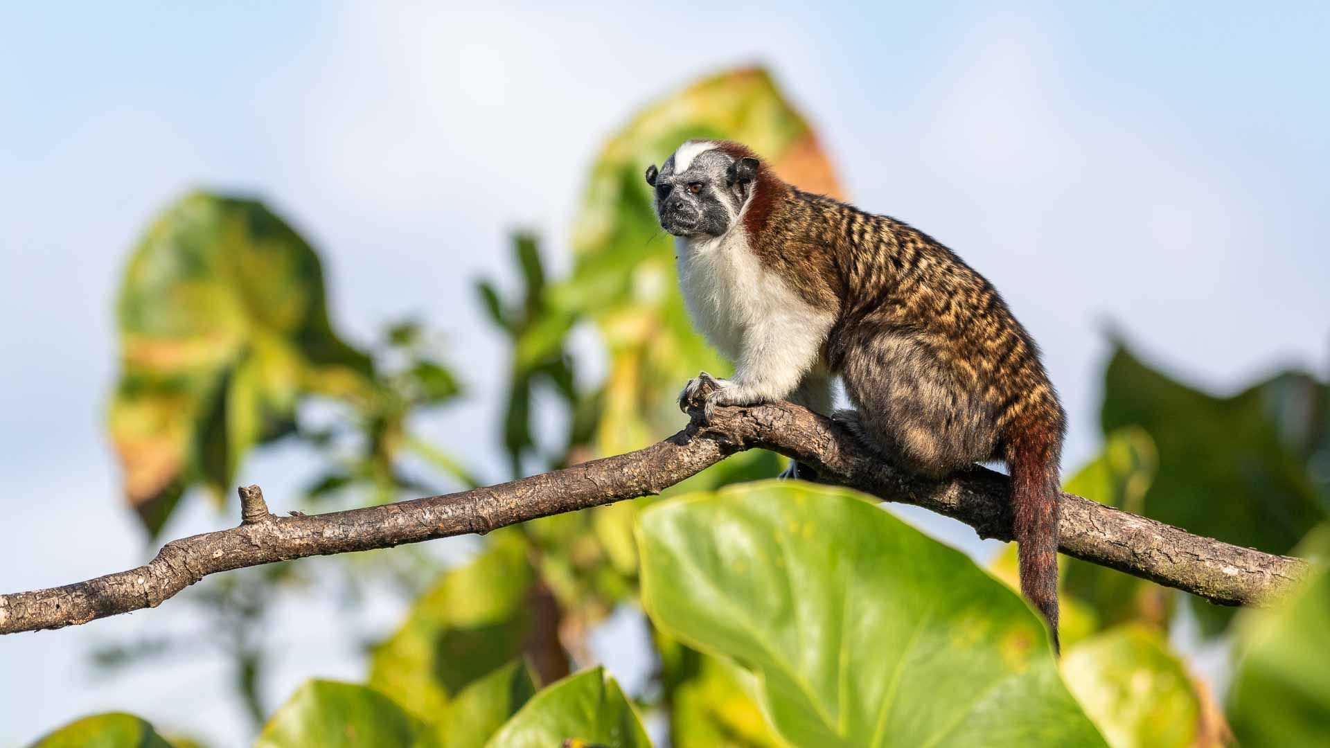 tamarin